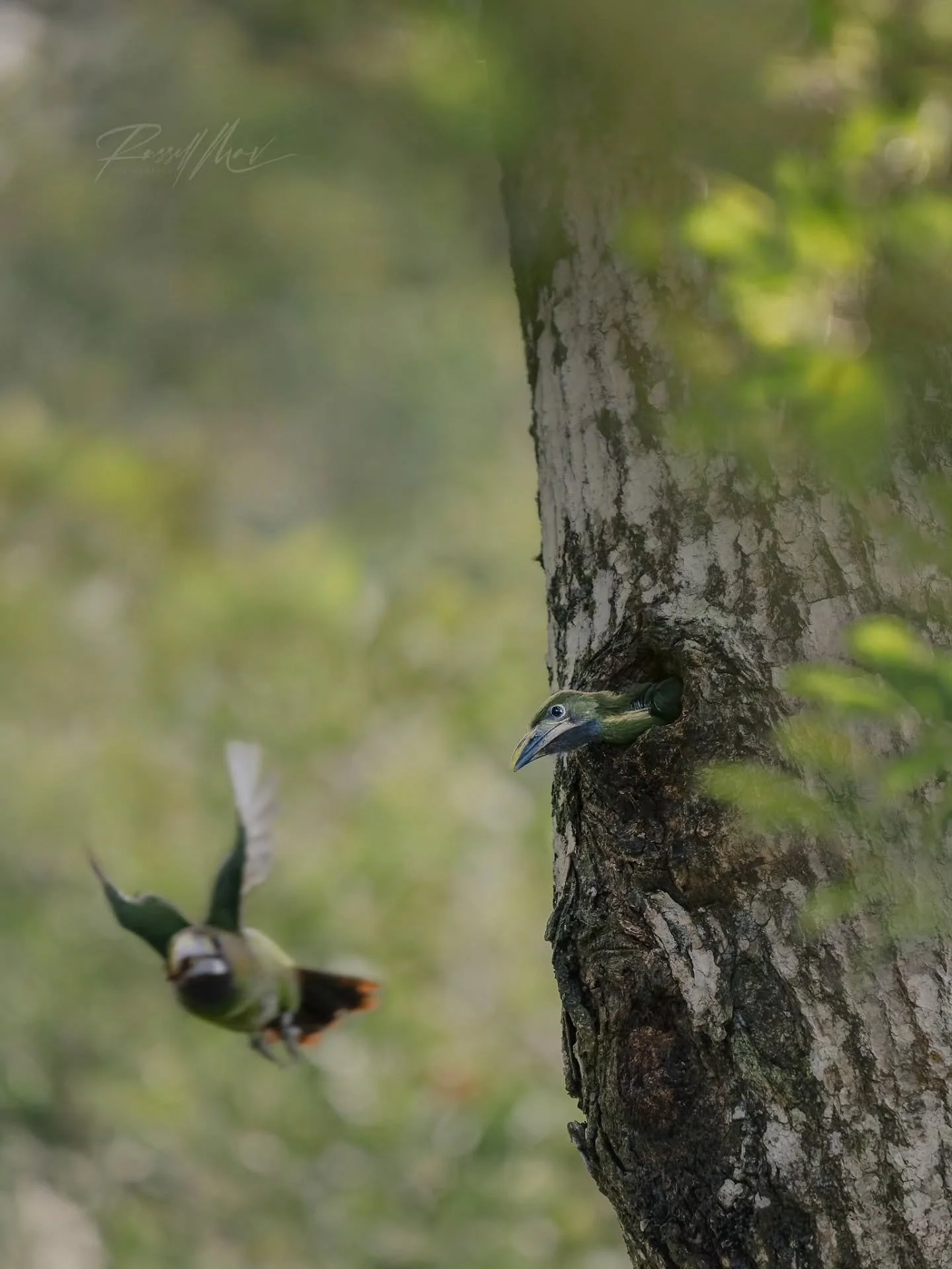 Emerald Toucanet chick watching mom leave after a feeding and cleanup session!

I struggled way more than I should have deciding what to post first from Costa Rica.

I think a lot of photographers understand that weird pressure of wanting the first i