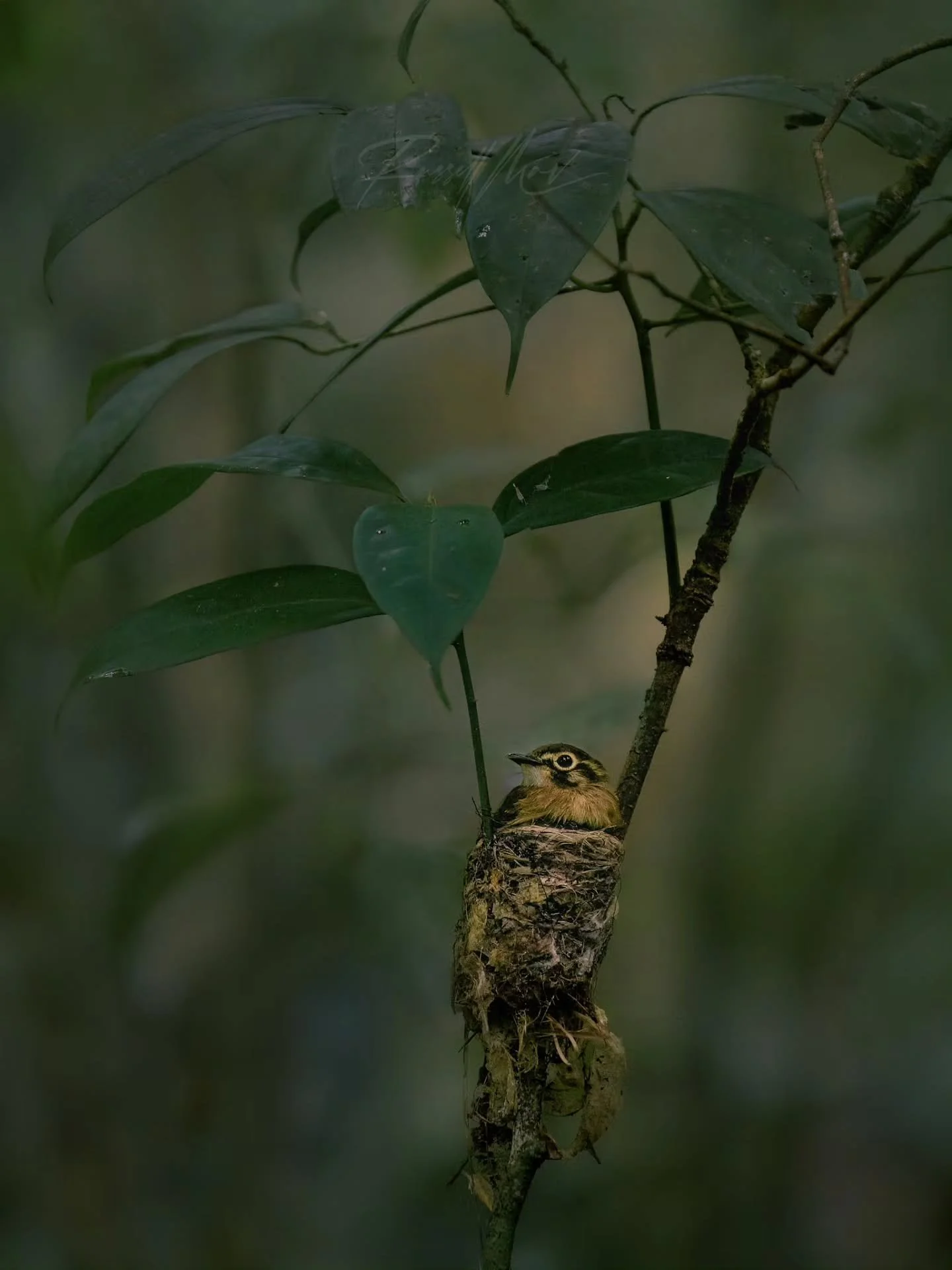 One of my favorite little finds from Costa Rica was this White-throated Spadebill nest tucked under some leaves! This was definitely not a bird I had on my nonexistent checklist, but I was very happy to see it.

I could have gone tighter here (and de
