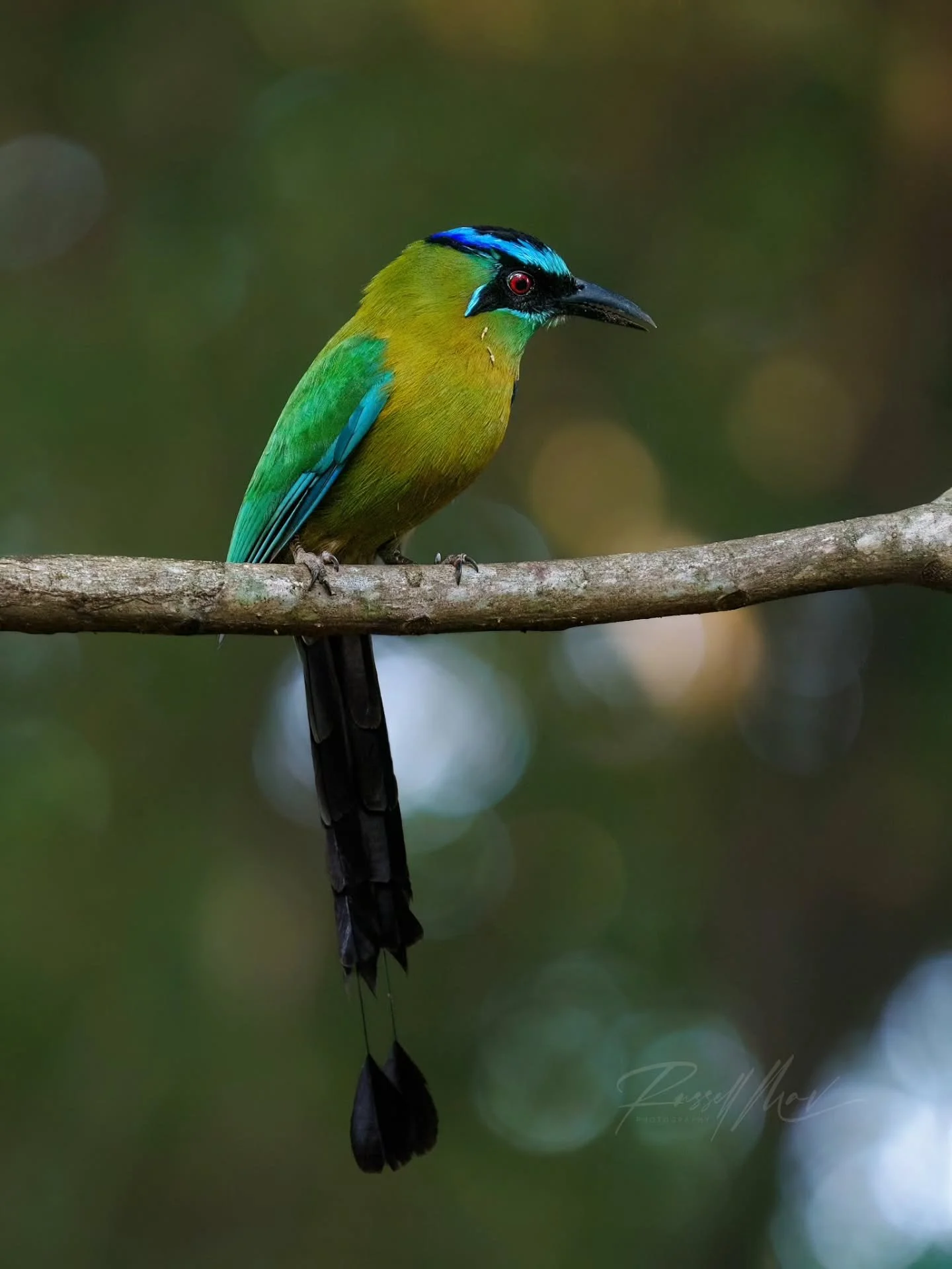 Lesson's Motmot! 

I showed their nest in my video earlier this week, but since this pair was active feeding and on such a predictable rhythm bringing food back to the nest, it was pretty easy to catch them in nice perches or with their meals as they