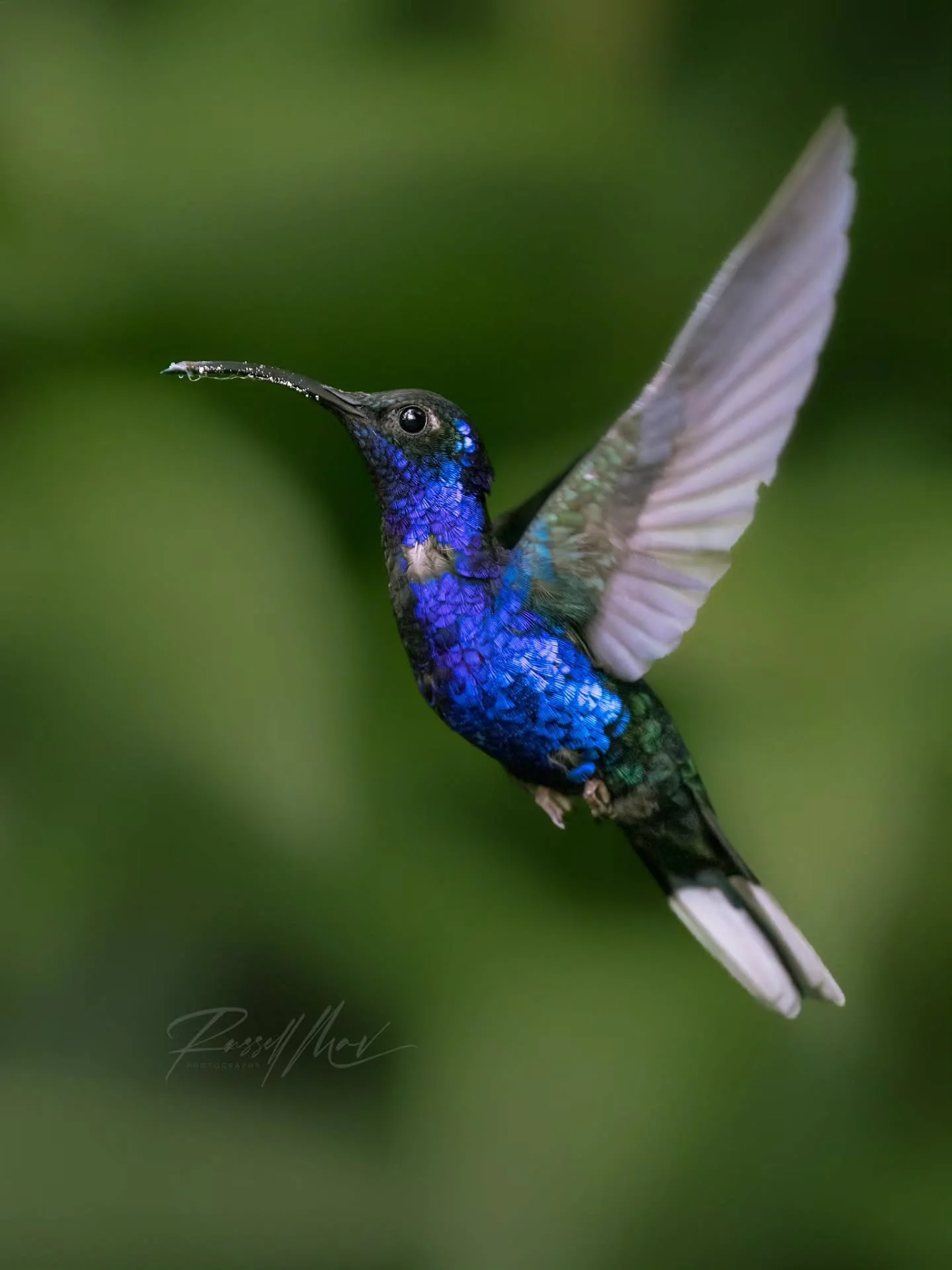 Violet Sabrewing!

This is a massive hummingbird, nearly double the size of the other hummingbirds we saw on this hike. And to no one's surprise, these guys are pretty aggressive and dominant. Just about every hummingbird is noticeably terroritial, b