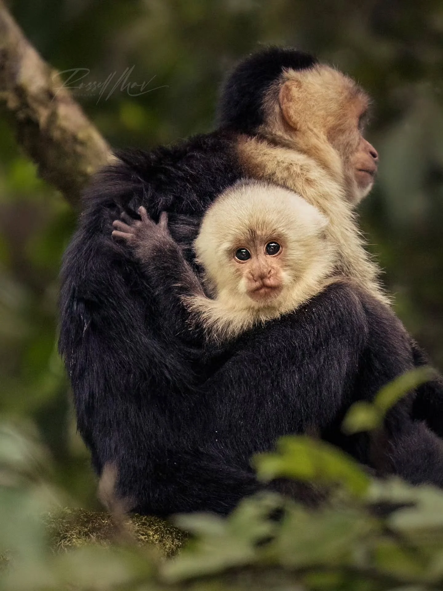 White-faced capuchin baby!

We were driving back after a pretty long day of hiking, and from the car we thought we saw some monkeys, so we pulled over. It ended up being a whole family of capuchins moving through the trees and eventually settling dow