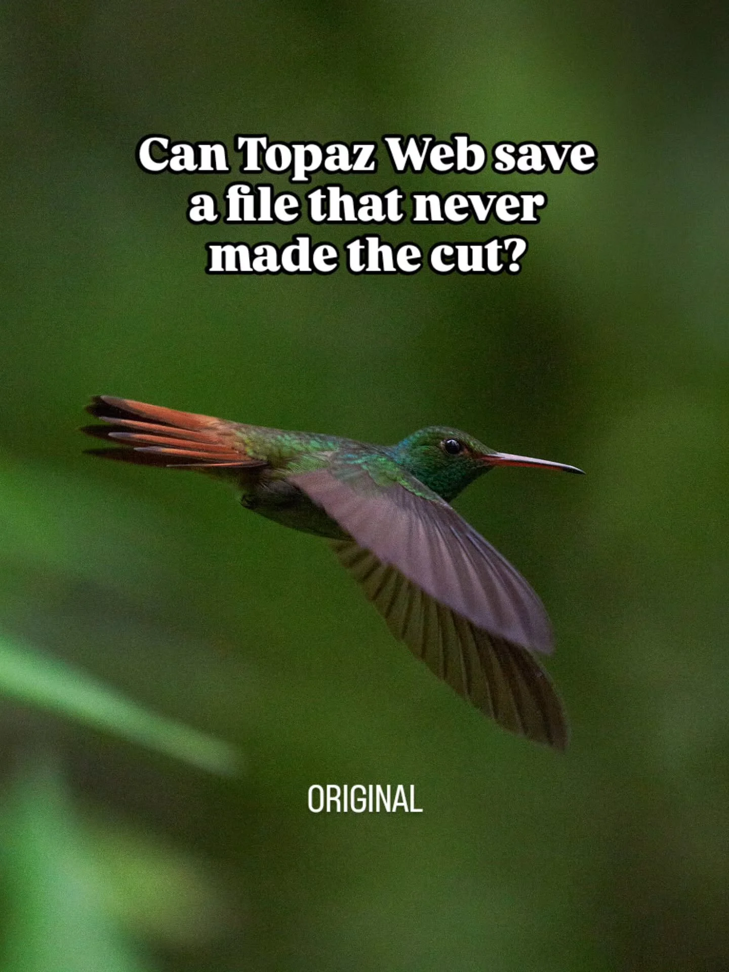Topaz asked me to test their new browser-based Topaz Image Web on a file, so I went digging through my Costa Rica images for an image I kind of liked but wouldn't typically use because of high ISO.

I&rsquo;m generally pretty selective about what mak