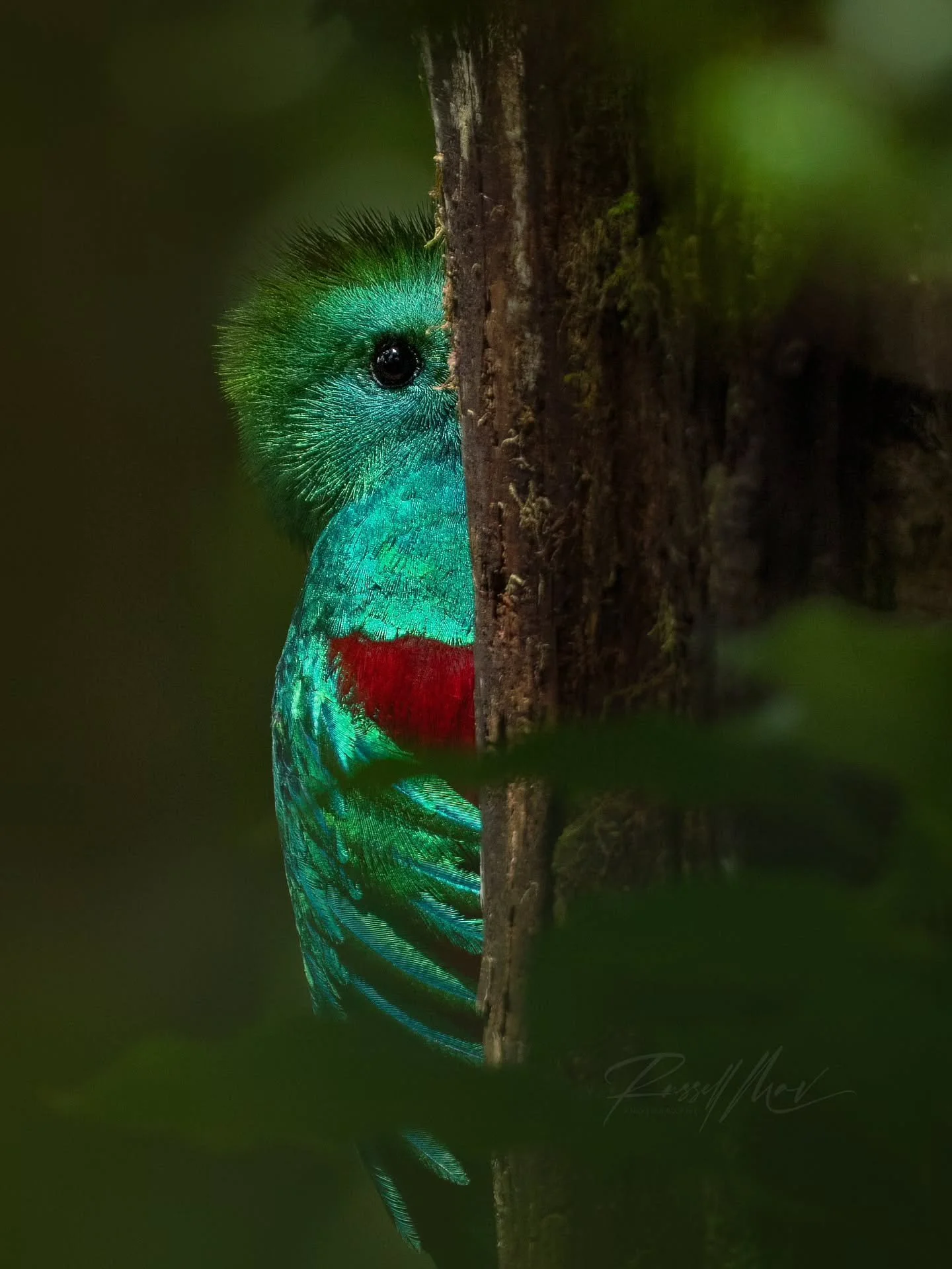 My first quetzal encounter of this trip was just a glimpse through the dense cloud forest. Not exactly the wide open perch you picture when you dream about photographing quetzals, but I love this image!

The entire encounter was fairly quick, but he 