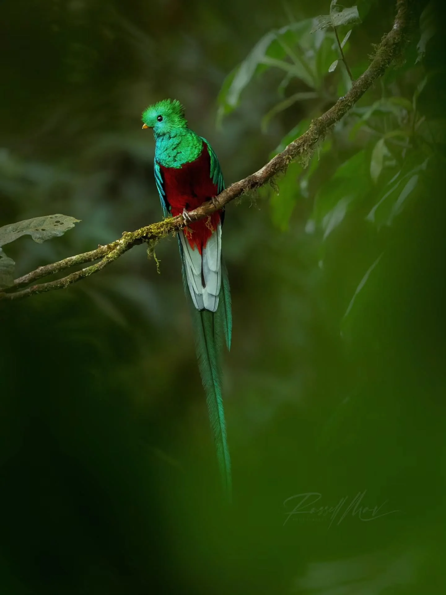 Last week I shared my first glimpse of a quetzal. While that image was more unique and I love the hidden aspect of it, the quetzal is just one of those birds that needs to be seen in full!

Fortunately for me, the cloud forest and a different quetzal