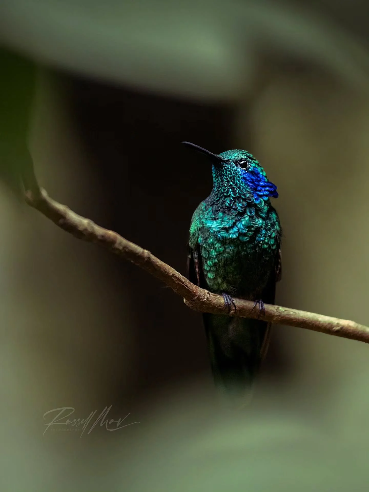 The lesser violetear of Monteverde! These little guys are practically everywhere in the area, so when I asked him if he knew a good spot for a photo he had the perfect set up in mind 😂

In all honesty, hummingbirds can make for a pretty photo in alm
