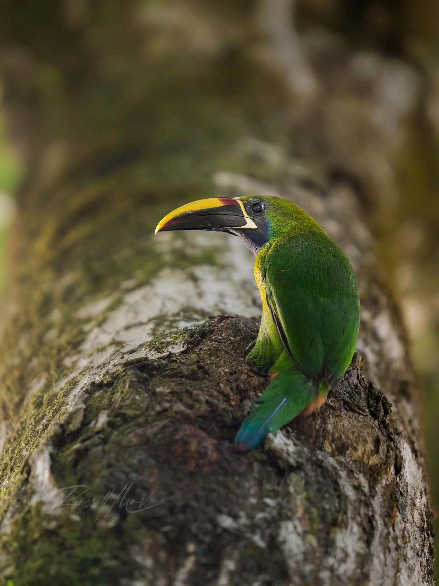 Northern Emerald Toucanet!

This is one of the parents of the nested family I posted previously taking a break between feedings