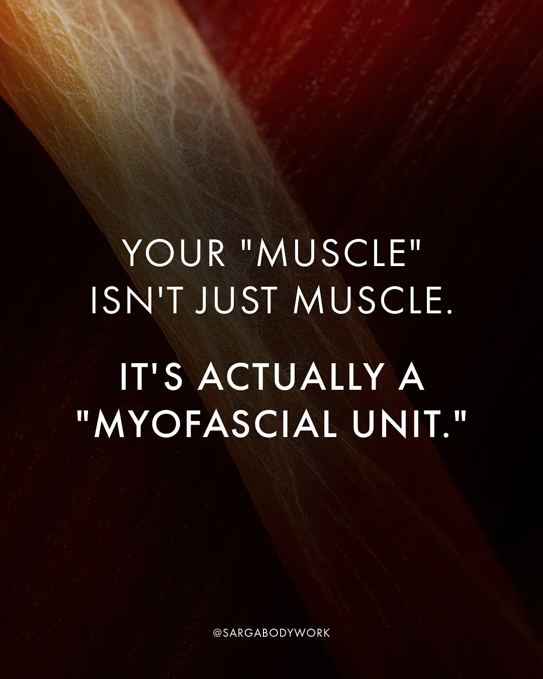 What we call &ldquo;muscle&rdquo; isn&rsquo;t just muscle tissue.
It&rsquo;s actually what we call a &ldquo;myofascial unit.&rdquo; 🕸️

In 2002, researcher Luigi Stecco introduced this term to describe what&rsquo;s really happening inside the body.
