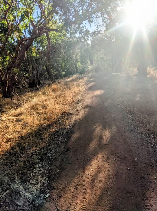 Bold park walking path with sunlight through trees