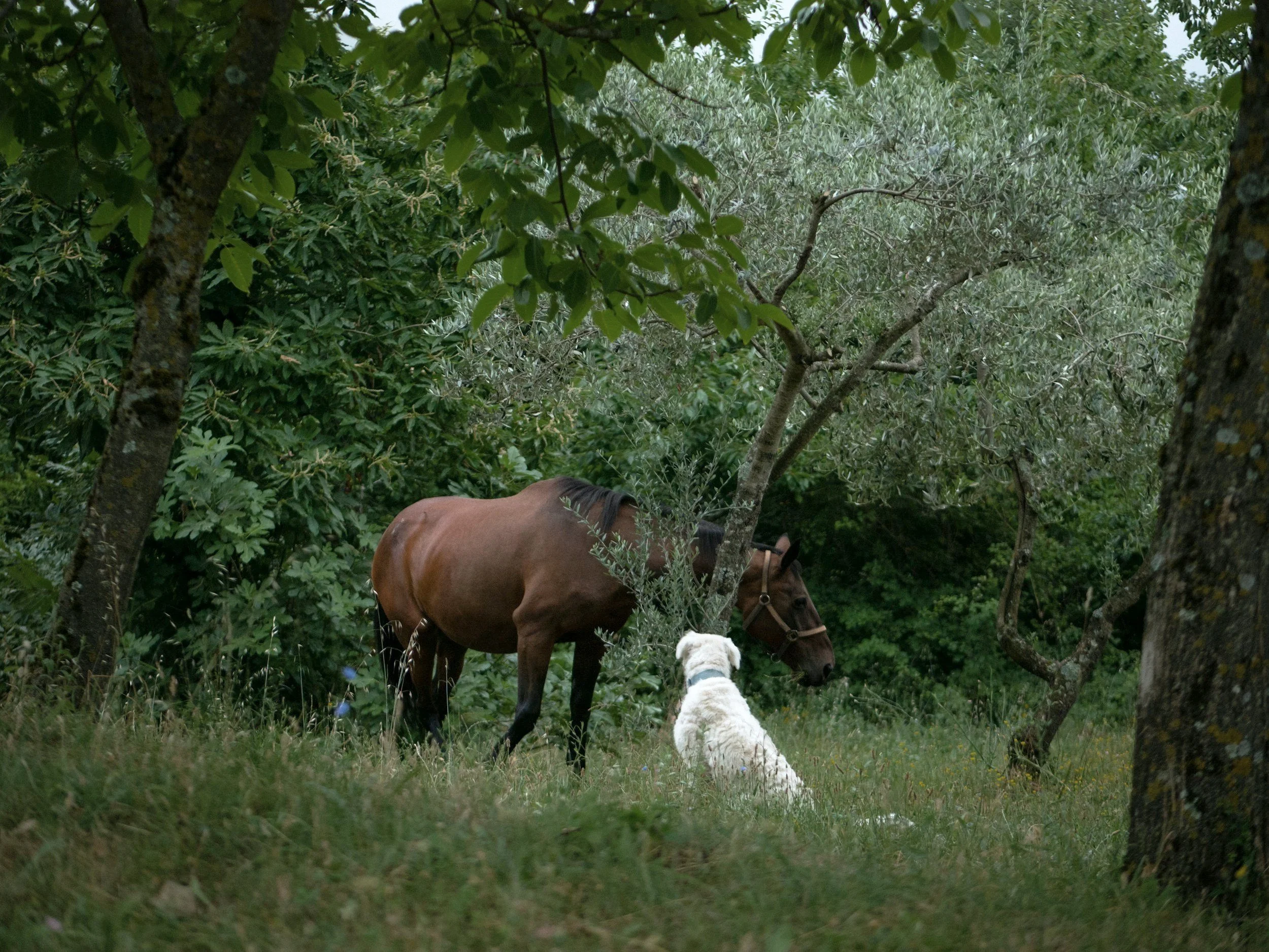 Why Horses Help Us Heal
