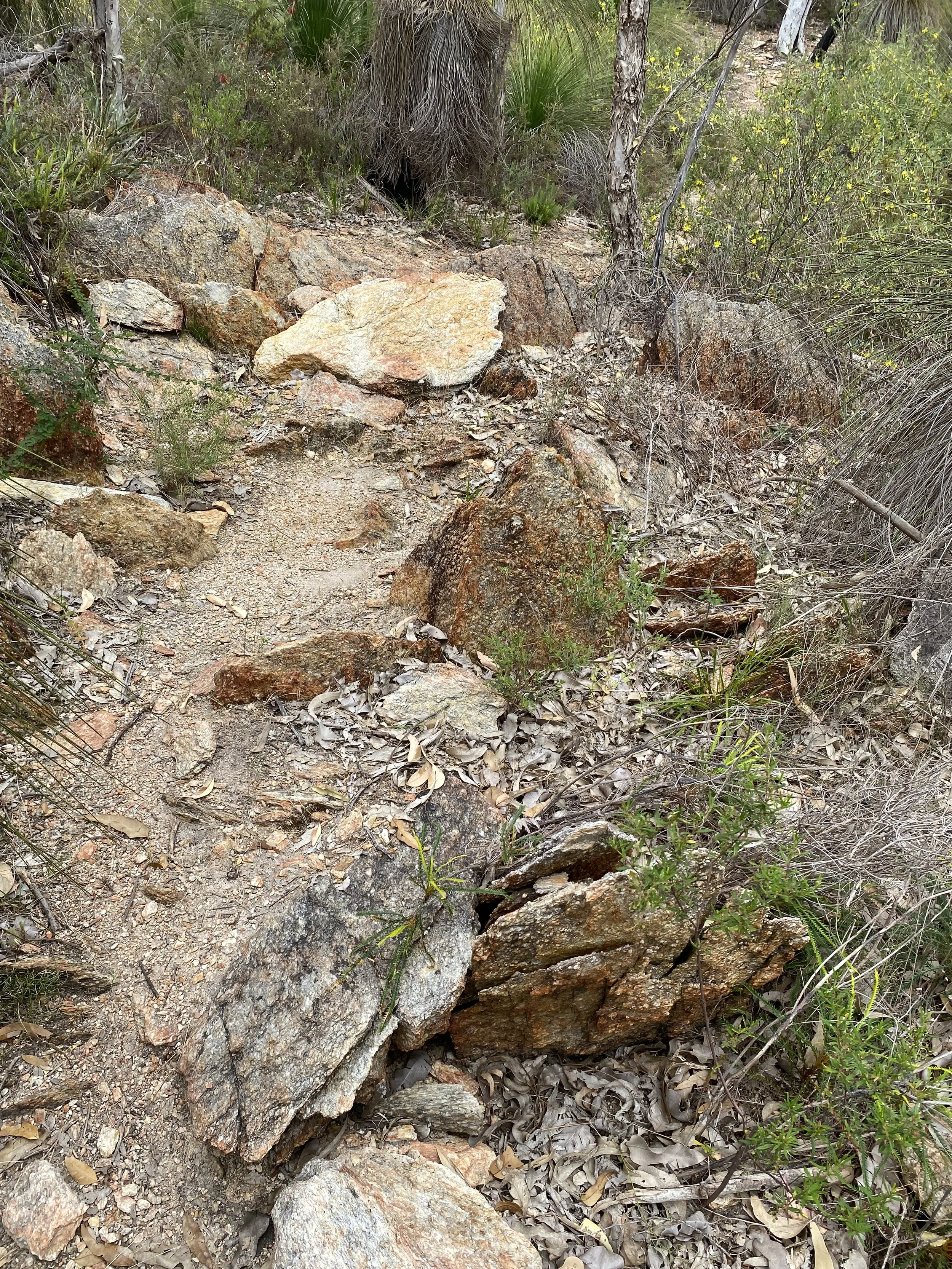 A rocky trail in a dry, wooded area with scattered green bushes and fallen leaves.