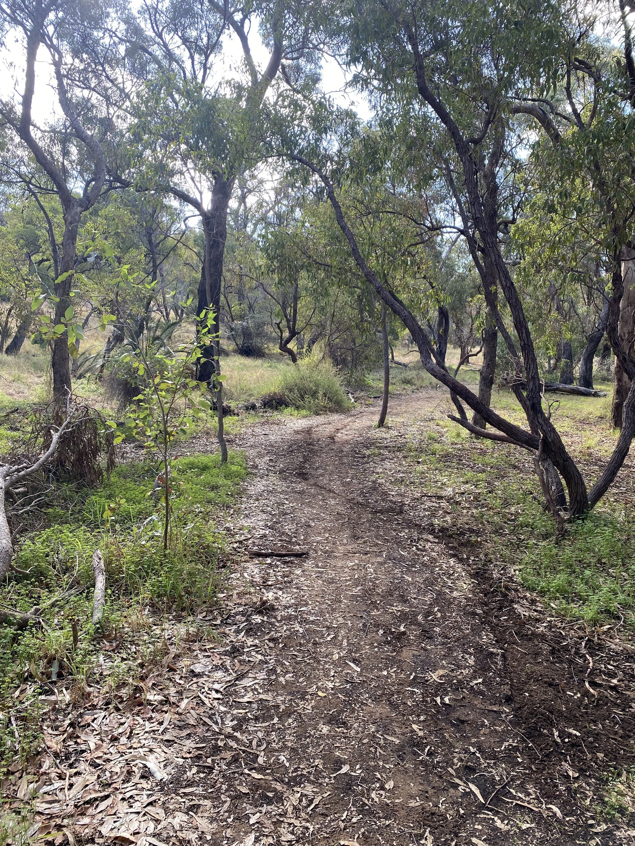Dirt trail winding through a wooded area with green trees and plants on either side.