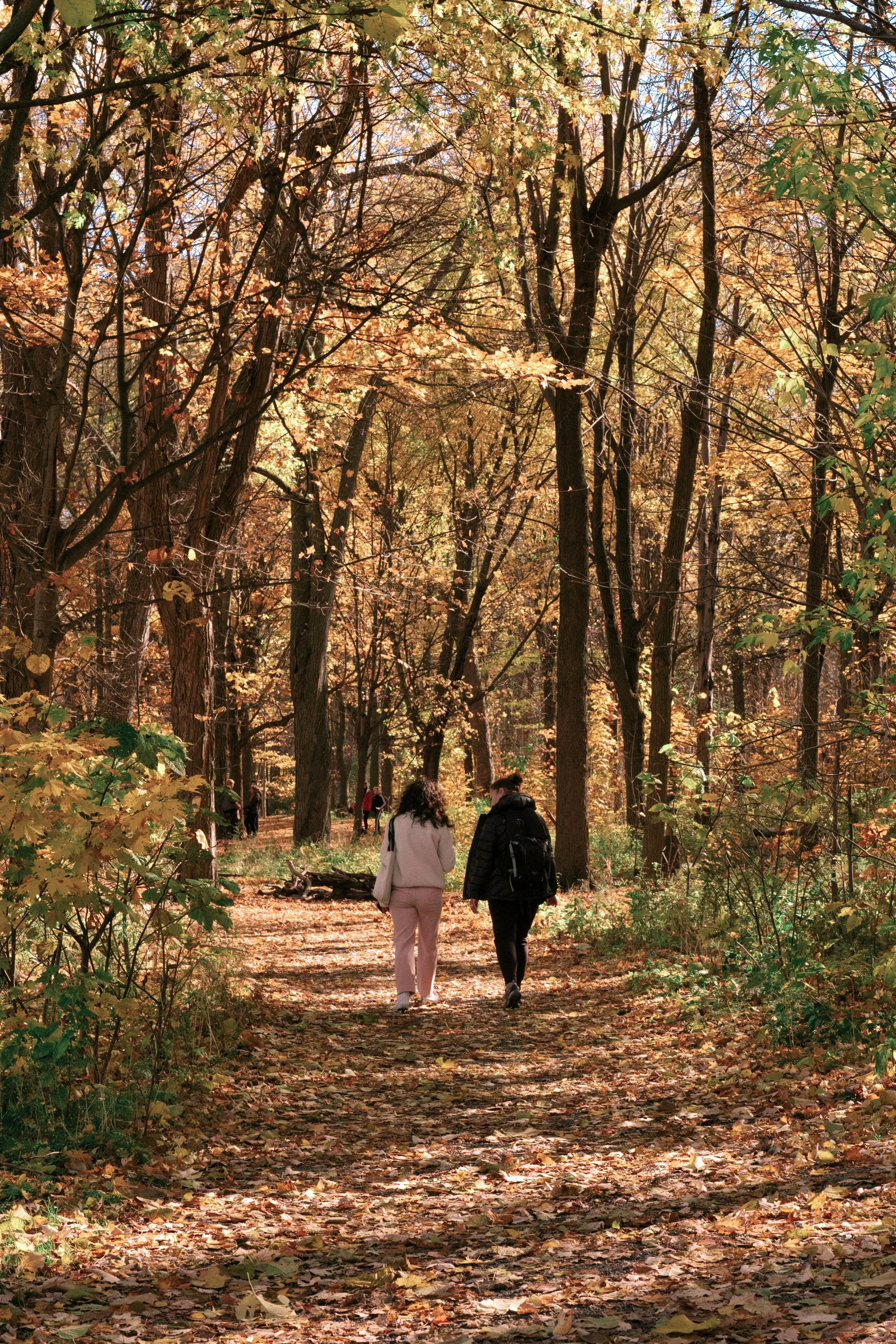 Two people walking on a leaf-covered trail in a dense forest during autumn, with golden leaves on trees overhead.