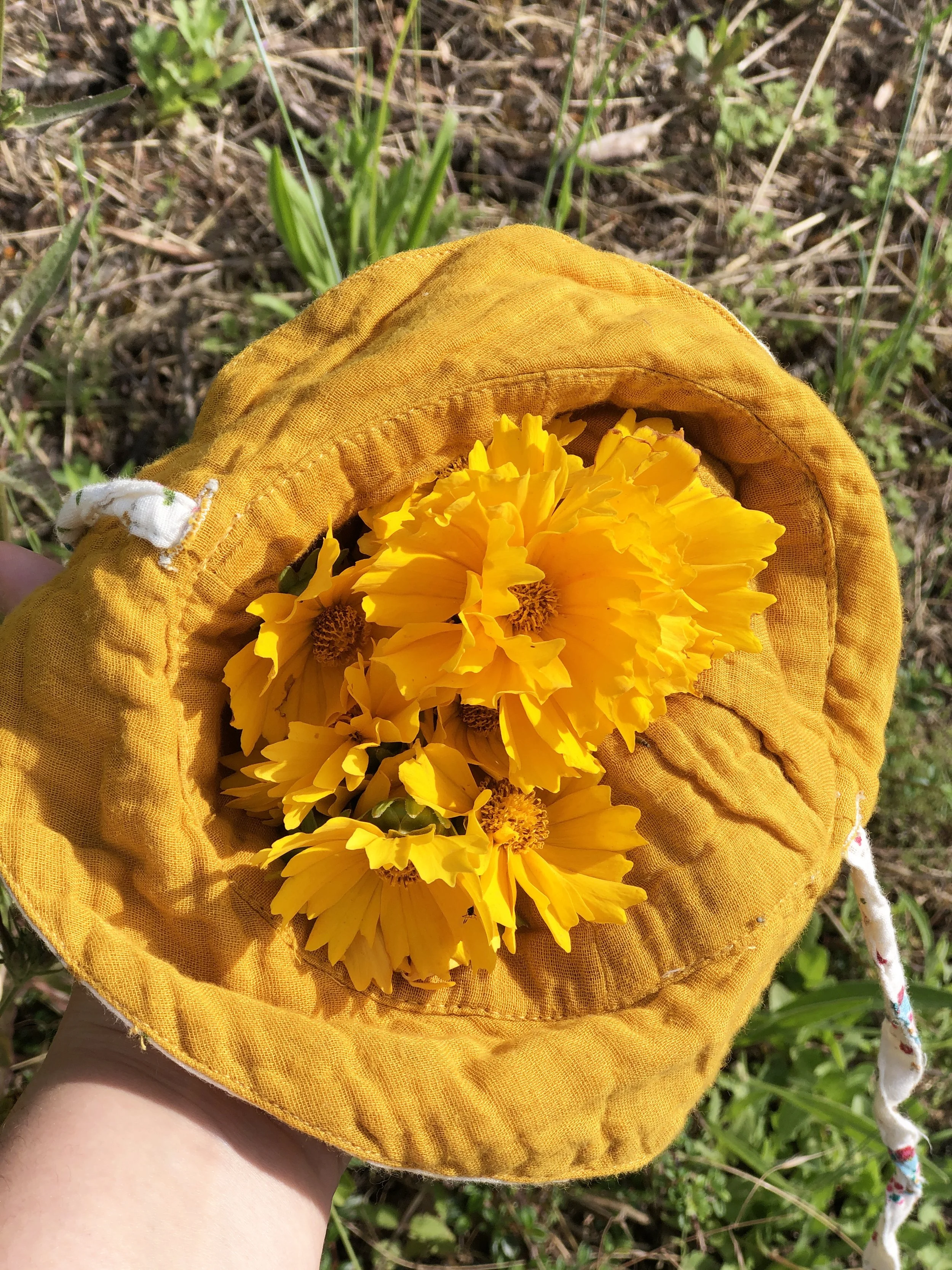 Cueillette de coréopsis à Rontalon, printemps 2025