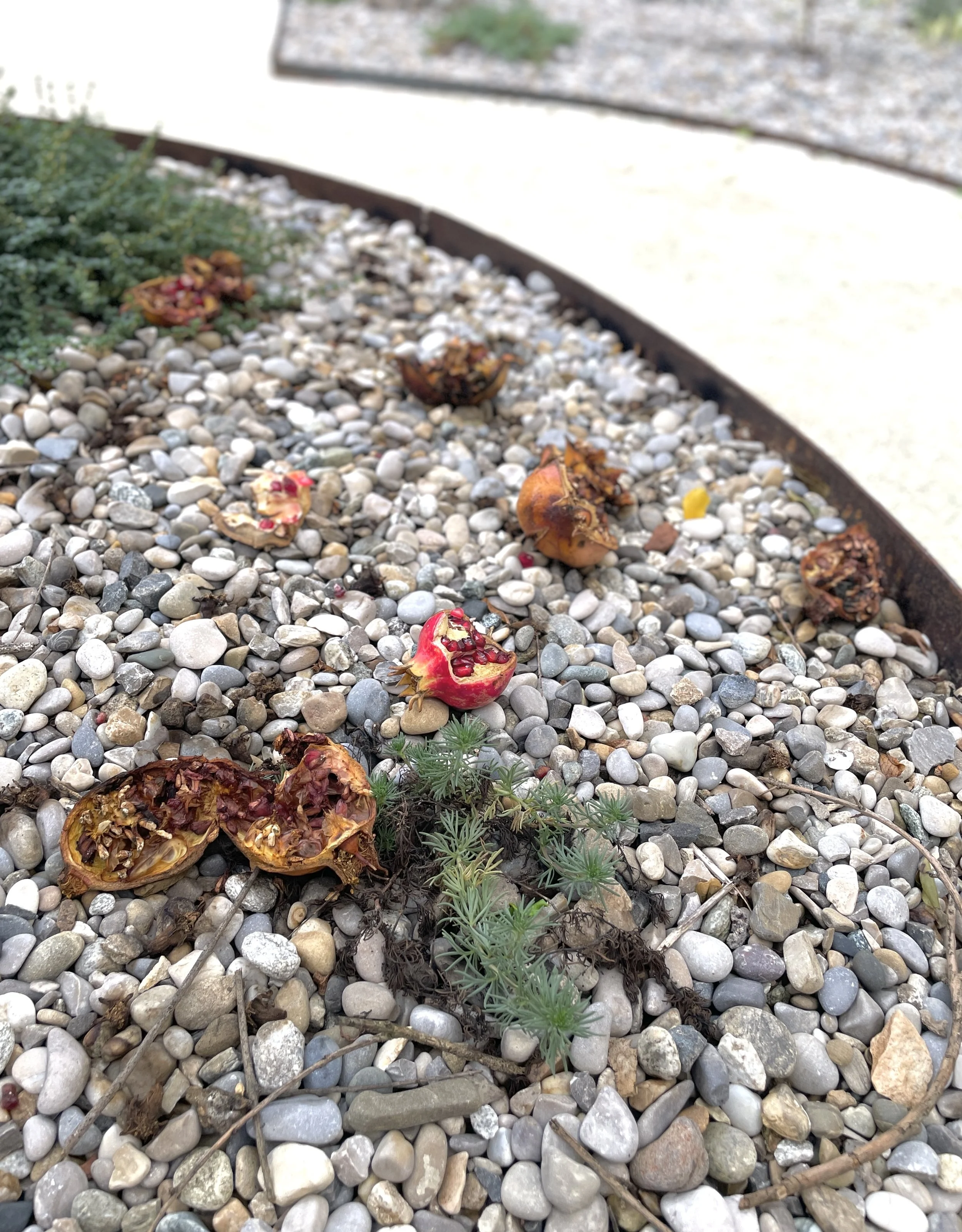 Collecte de grenades dans les jardins de la Fondation Bullukian à Lyon - octobre 2025