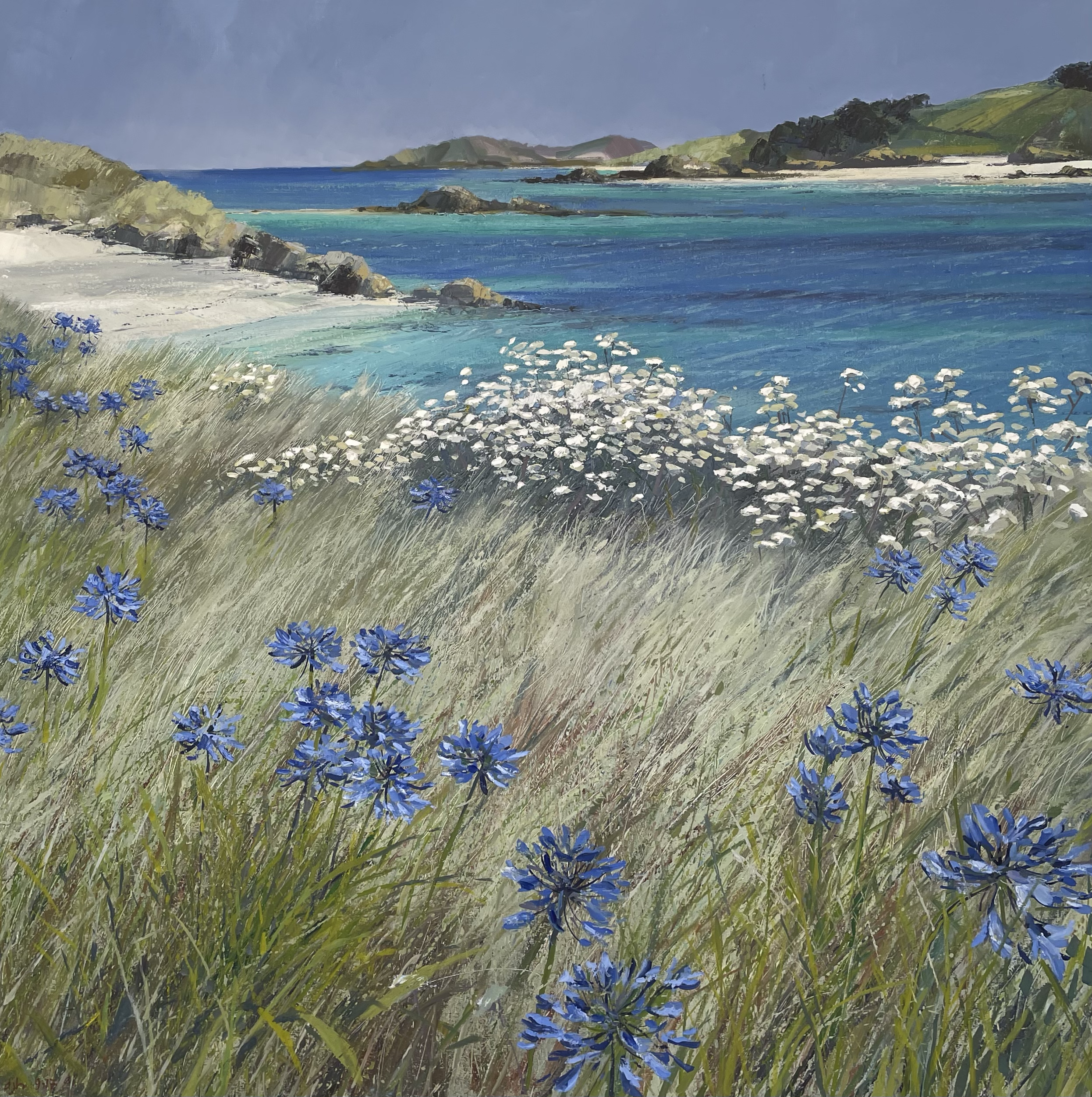 Tresco Agapanthus, Isles of Scilly, oil on canvas