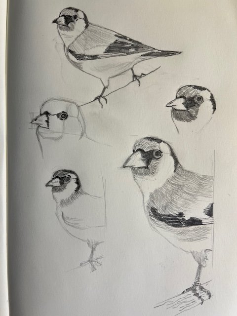 Goldfinch sketches