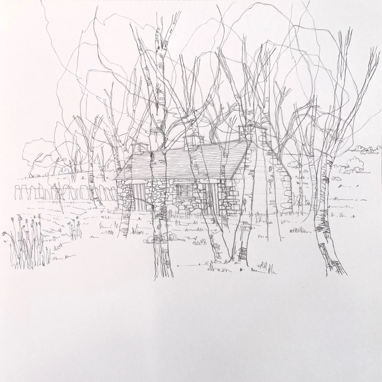 Coed 2.  Graphite.  110 gsm cartridge paper. 30 x 20 cm.