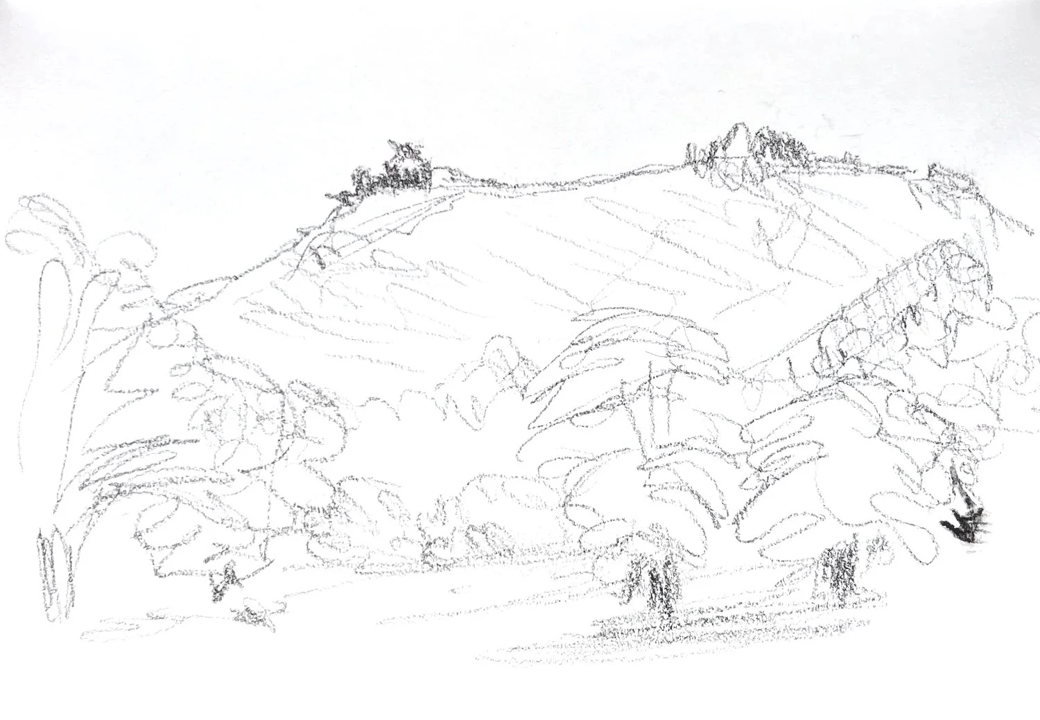Drawing in graphite of Penmaen Mawr seen across fields by Julian Brasington.