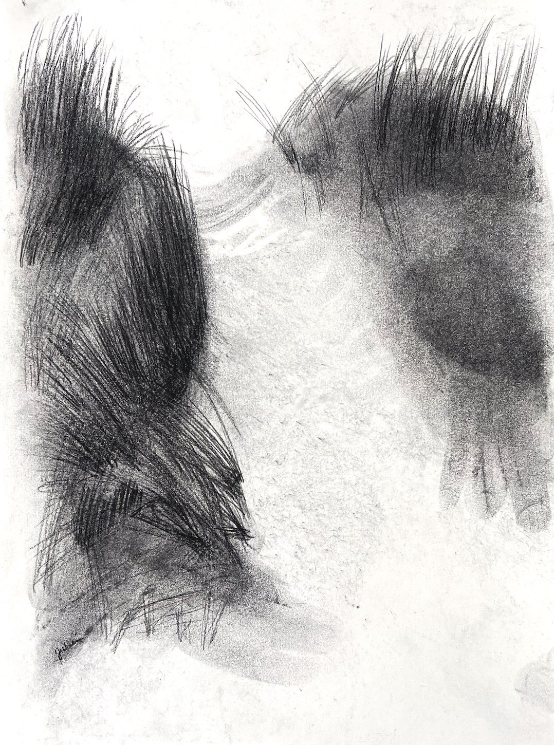 Marram, Charcoal on paper, 2025