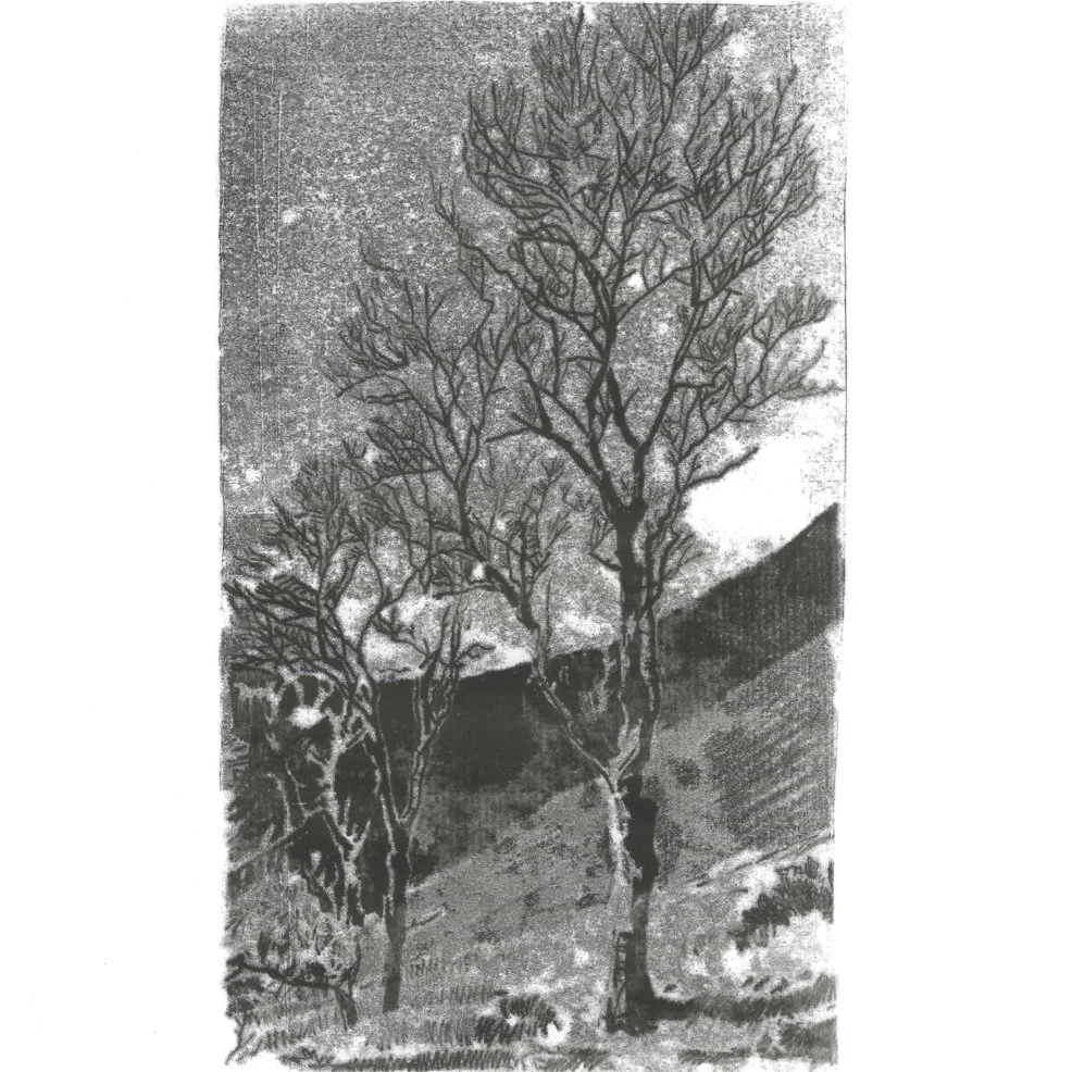 Birch.jpeg