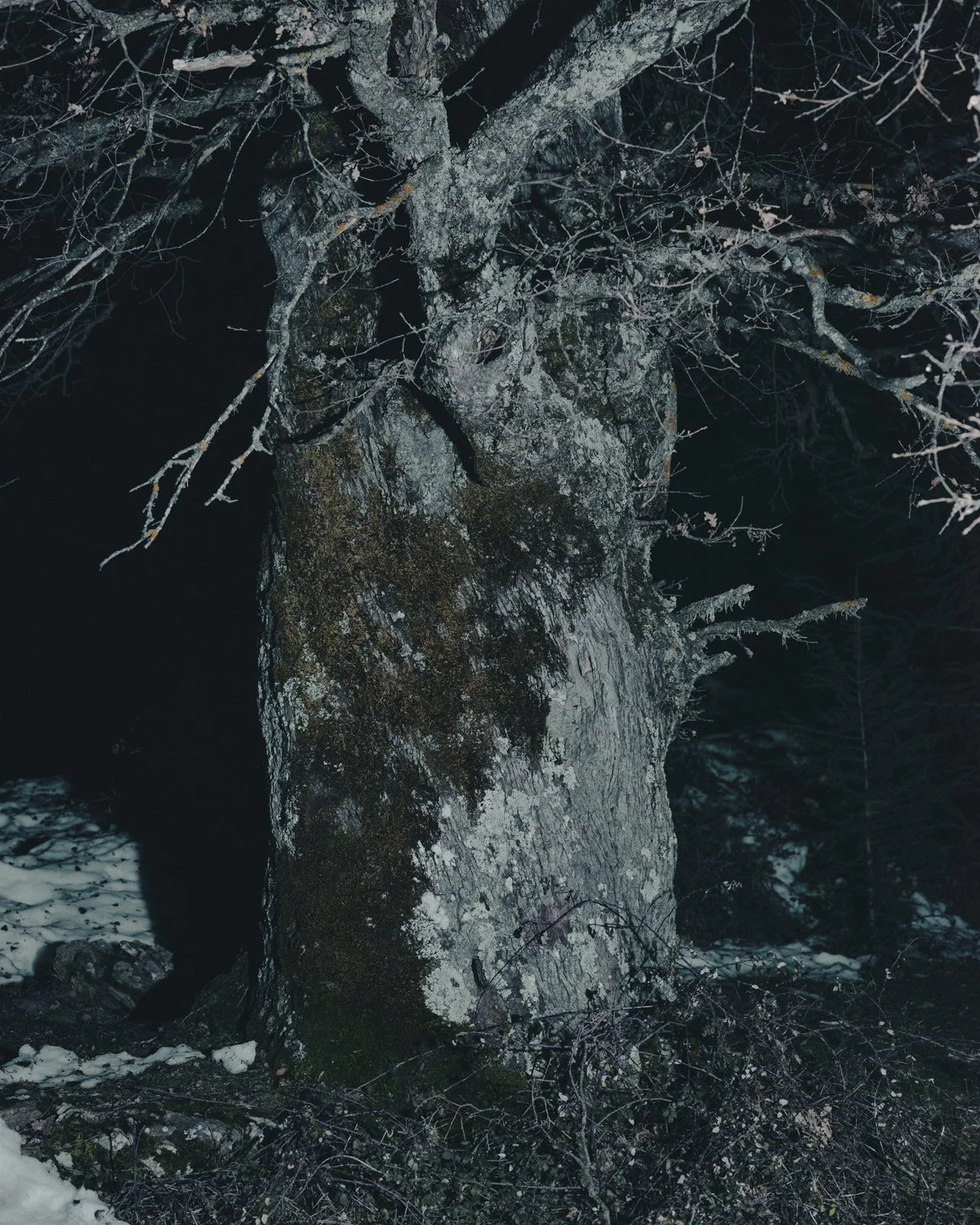 Albero Quercia Animas Sardegna Graziosi Andrea