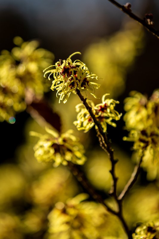 witch hazel facial mist