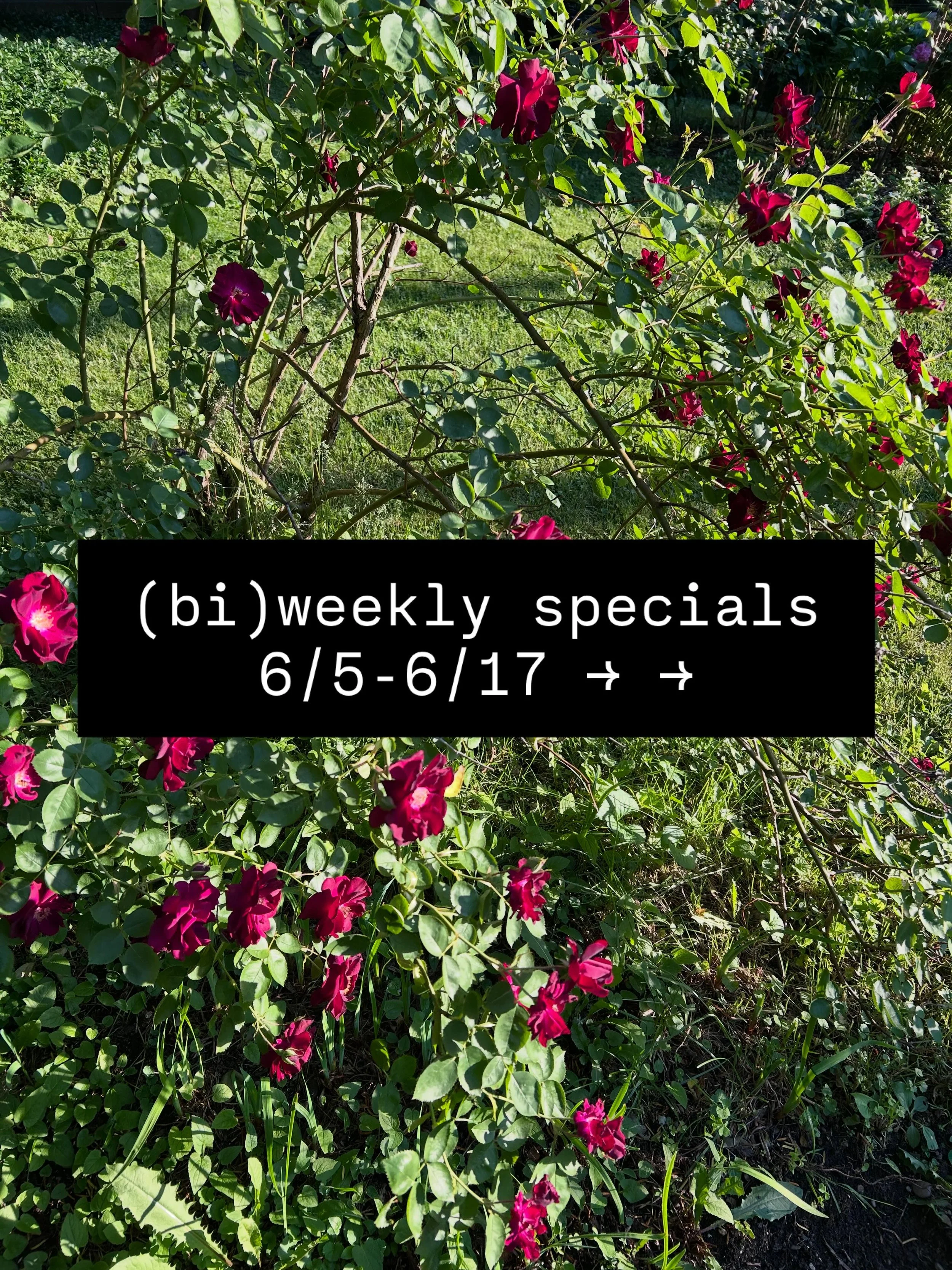 We&rsquo;ve got a new batch of specials for you in this first half of June! We&rsquo;re leaning in to the final strains of spring with a beautifully light and crisp salade ni&ccedil;oise, made with tender little gem lettuce from @plowbreakfarm and ve