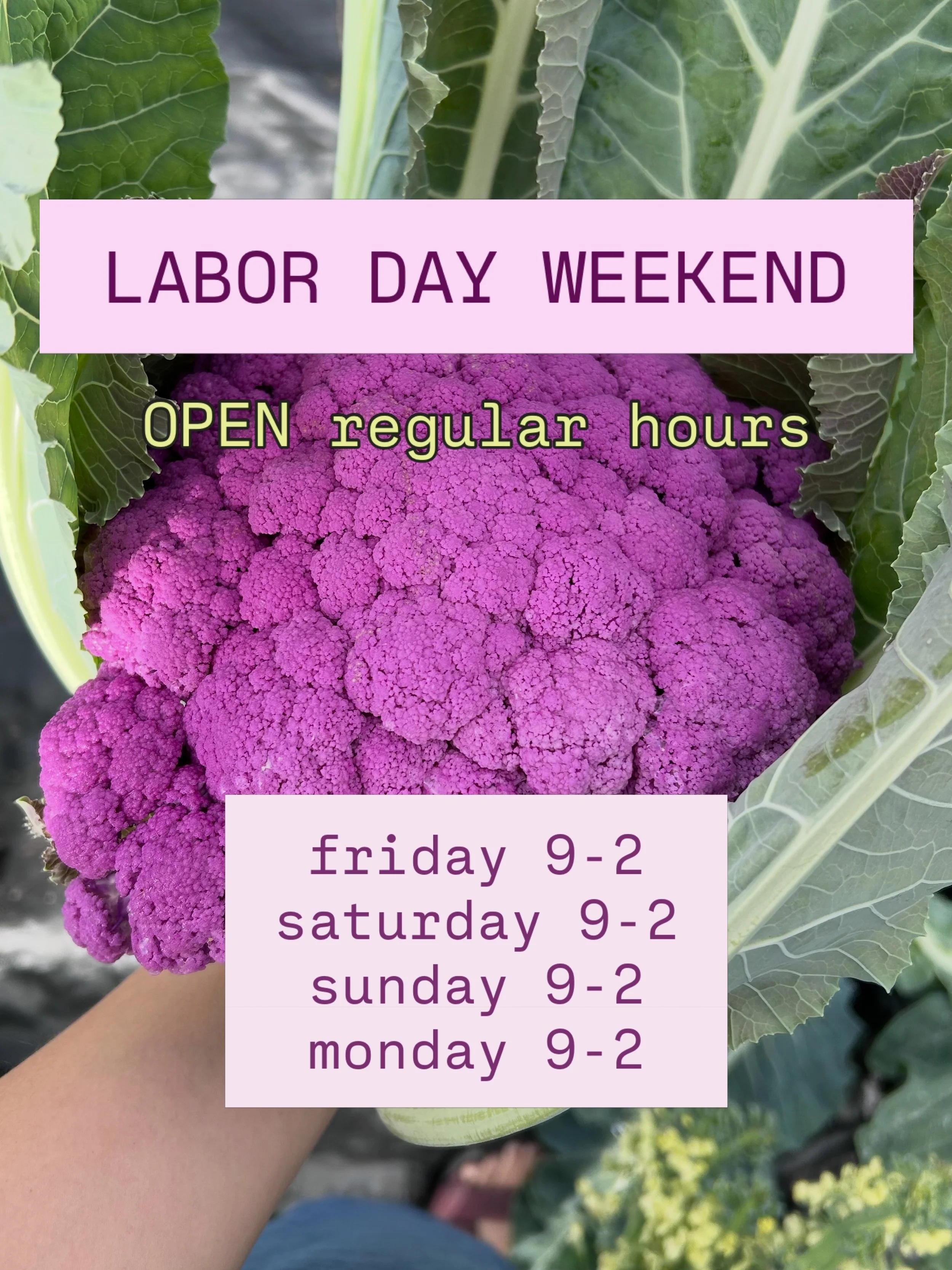 We&rsquo;re open for regular hours this holiday weekend!

Friday 9-2
Saturday 9-2
Sunday 9-2
Monday 9-2

🩷