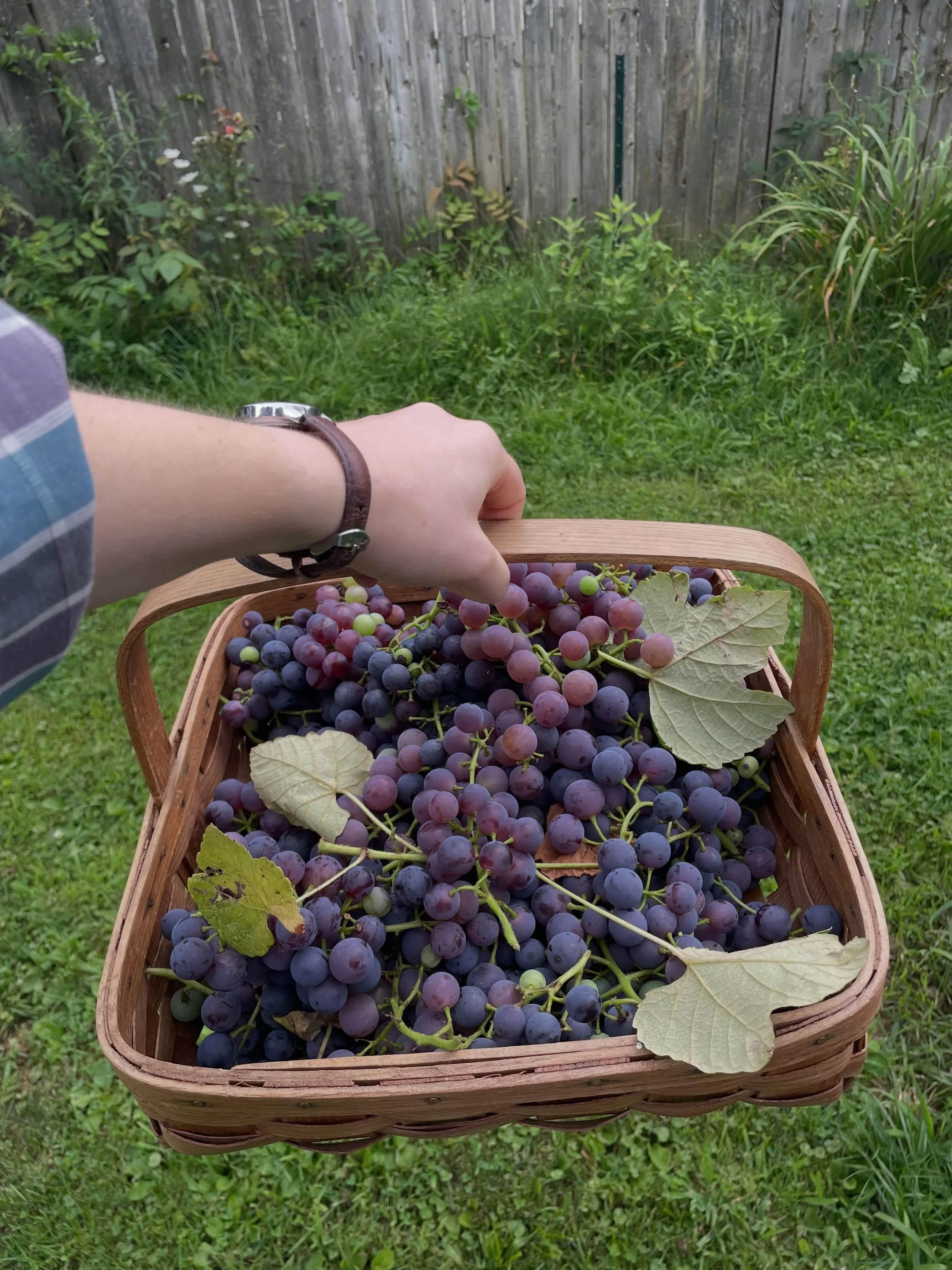 🍇 GRAPE JAM JELLY ROCK SODA 🍇

@lilliancookpost picked us a whole mess of concords from a vine planted in 1862 (!), which were then lovingly processed into inky-delicious concord grape jam. We mix that jam with sparkling water for the perfect tart 