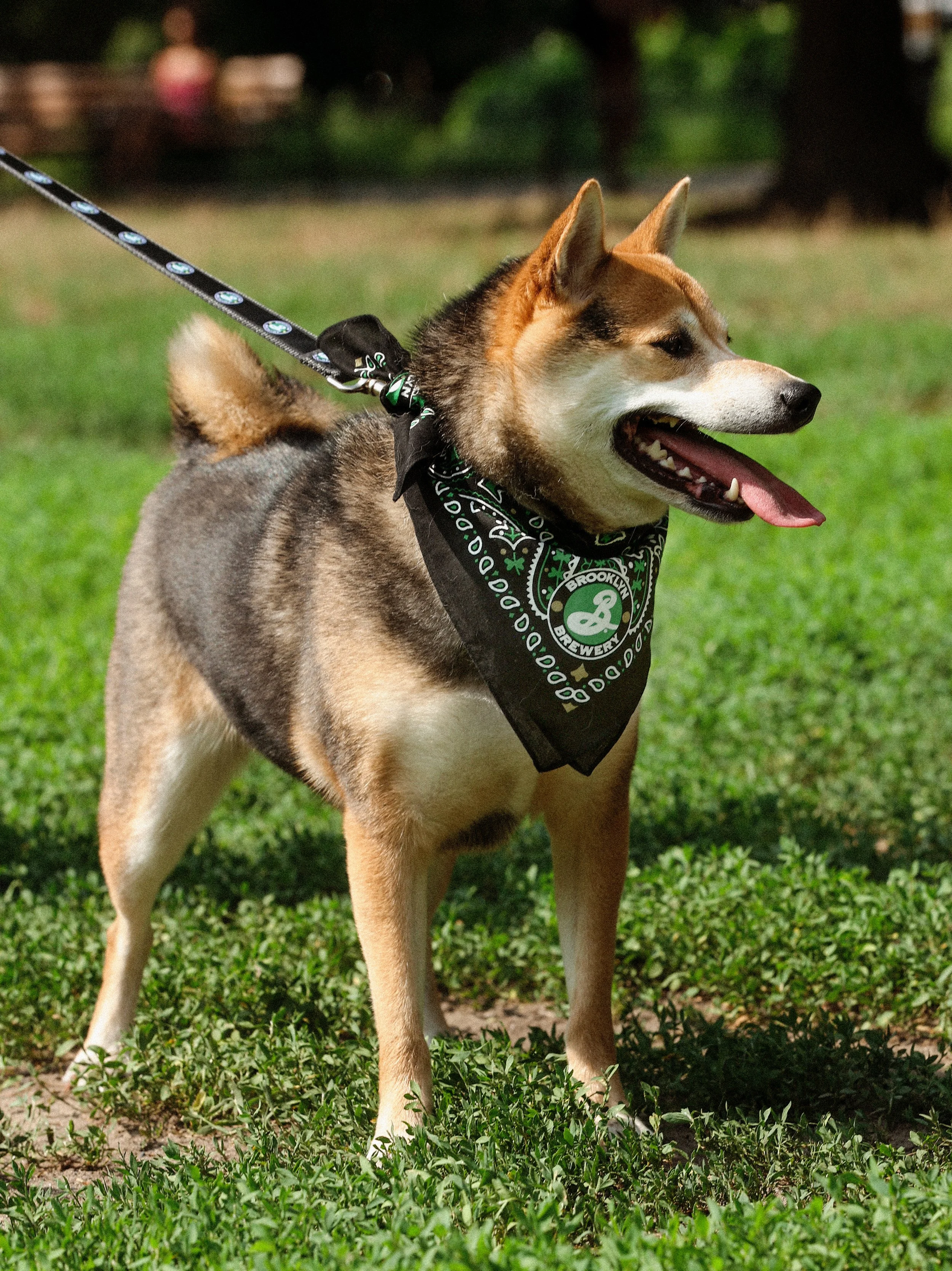 BrooklynBreweryDogCollection2.jpg