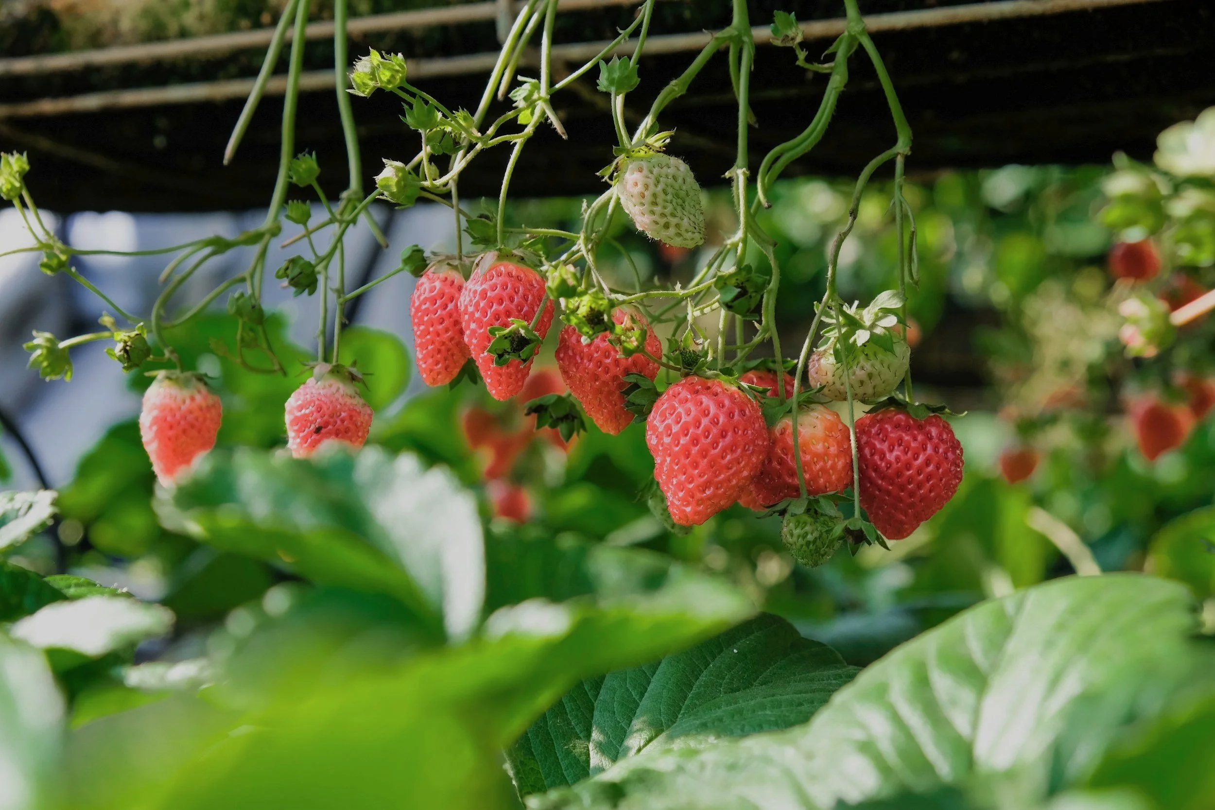 General 6 — Springtime Garden Centre