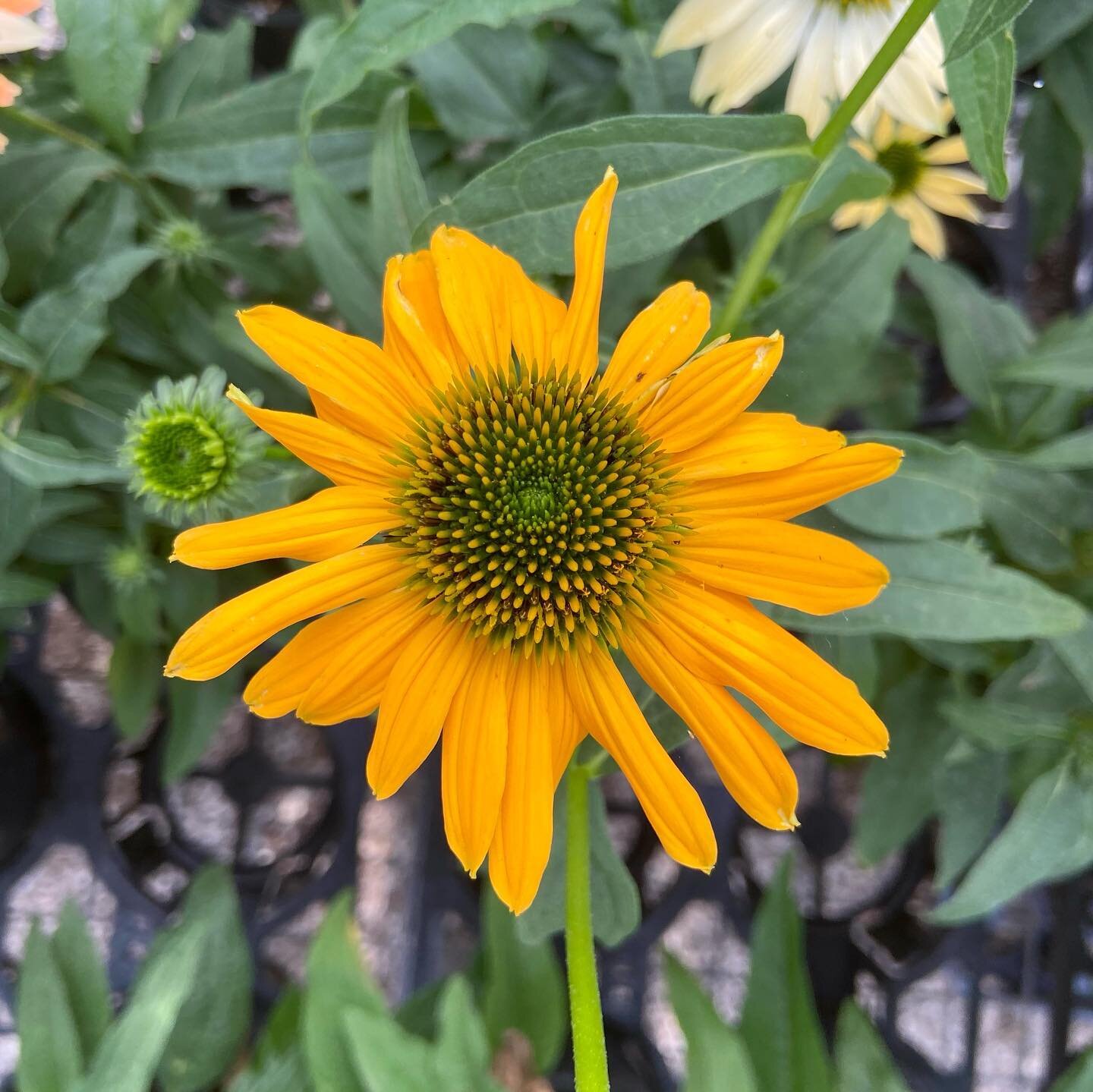 Echinacea Coneflower is a former Perennial Plant of the Year. It does best in full sun ☀️ but will take some shade 🌤 and is tolerant of hot, dry &amp; windy sites. 

It attracts butterflies 🦋 &amp; birds. The spent flowers stems will remain erect w
