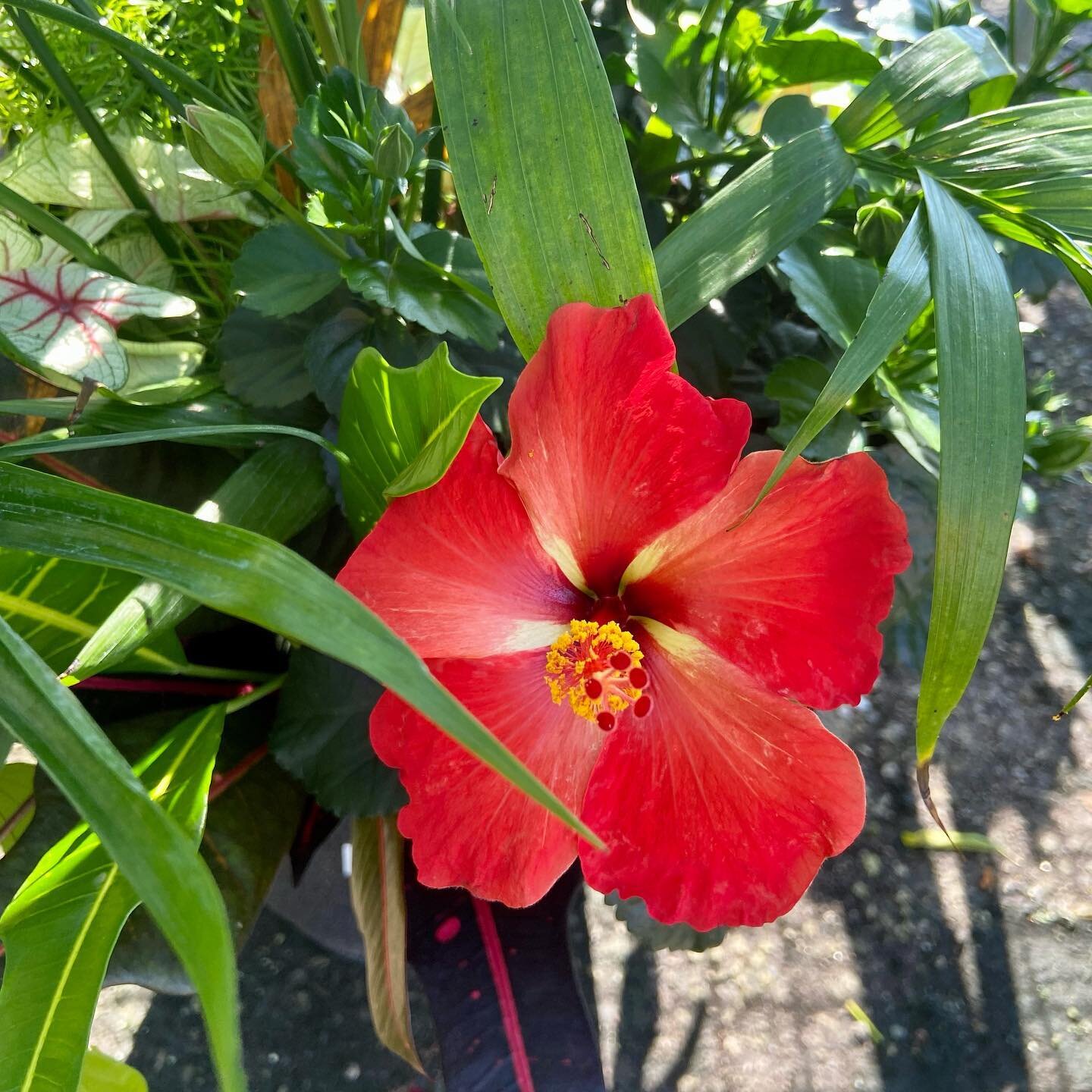Check out this hibiscus spotted on our new tropical patio pots. So beautiful! 

We&rsquo;re still open and have lots of beautiful fresh stock for you to choose from. Shop our Summer colour SALE now! 

📍2407 Dougall Ave (Dorwin Plaza)
📍8400 Wyandott