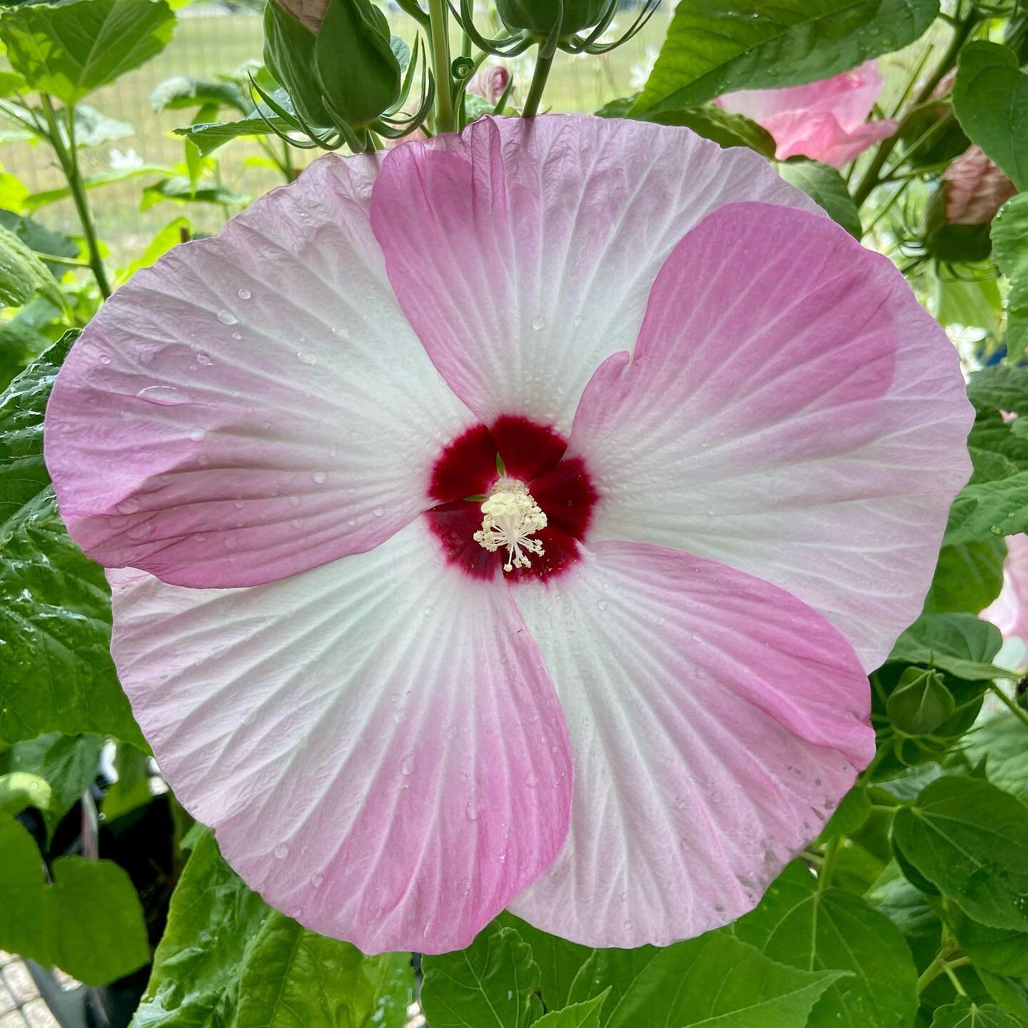 Yesterday we posted tropical hibiscus 🌺 &hellip; today perennial hibiscus! Did you know there was a difference!? 
If you love the look of hibiscus and hate having to toss them out at the end of each season, these are perfect for you! They&rsquo;re h