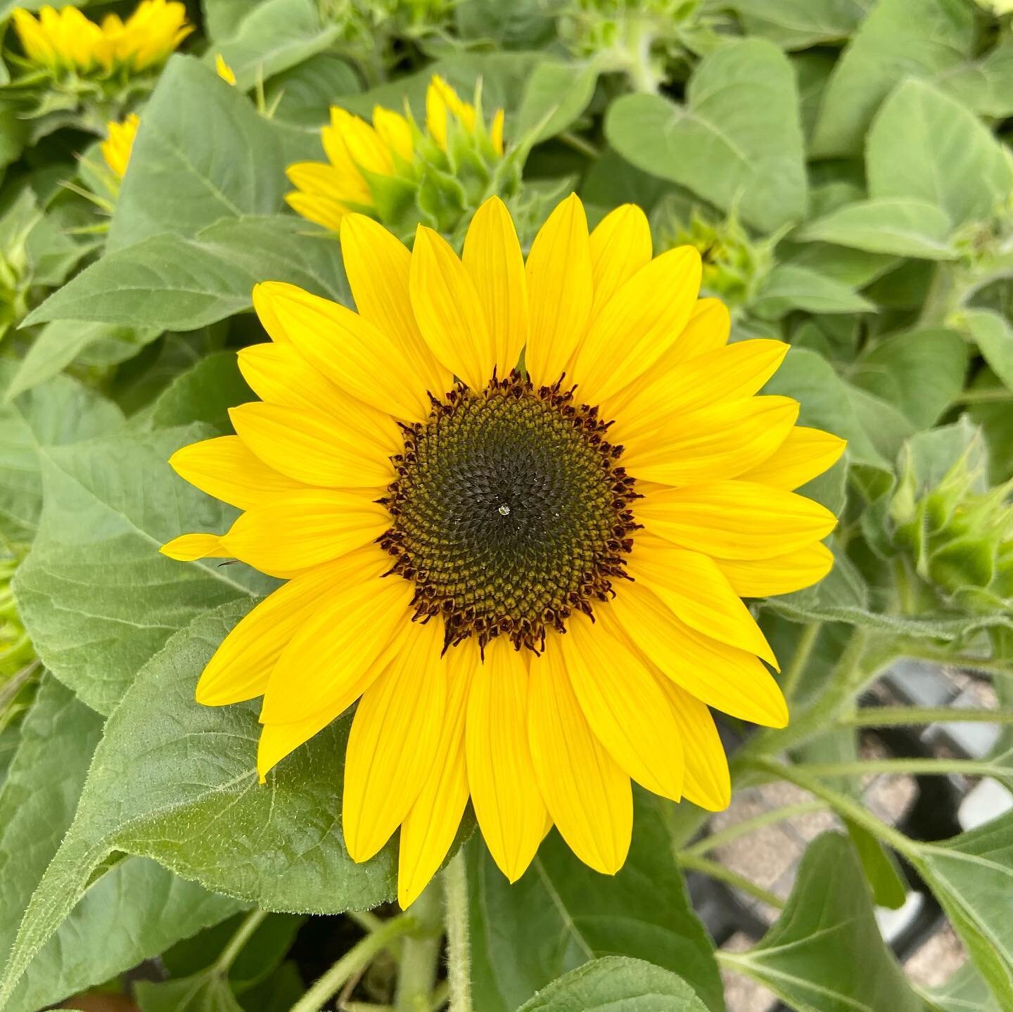 The Suntastic Sunflower 🌻
The name says it all - it&rsquo;s suntastic! 

These dwarf sunflowers work perfectly as a long blooming potted plant, giving you up to 20 flowers each! It will add a burst of colour to any sunny garden bed. 
They&rsquo;re a