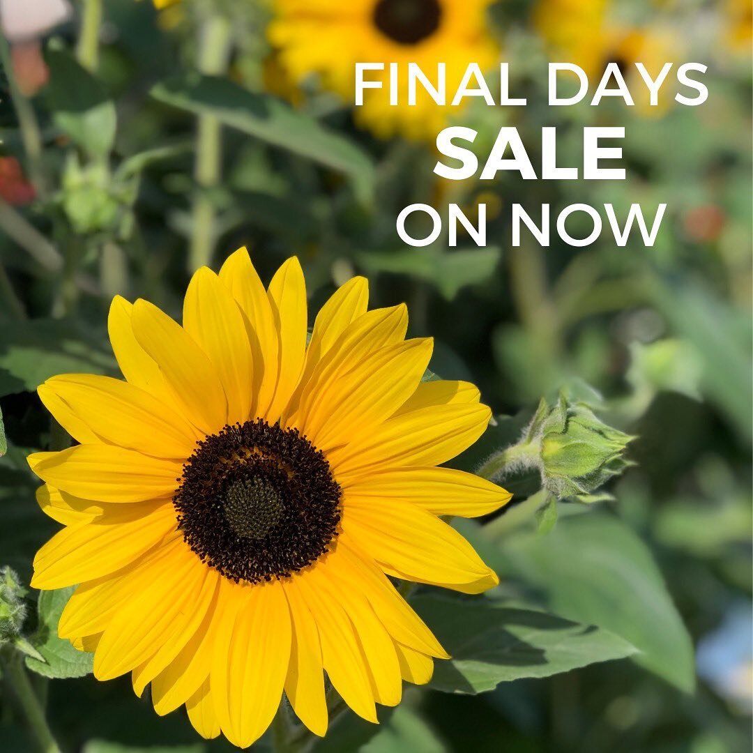 Our final days are here. Time to shop our sellout sale! 🌻

New markdowns and selection vary across all three locations. 

📍2407 Dougall Ave (Dorwin Plaza)
📍8400 Wyandotte St East
📍1080 Adelaide St North (London)
⏰ 8am-8pm 7 days/week