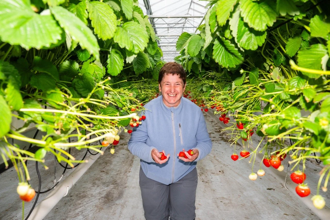Aardbeikraampjes langs de steenwegen.