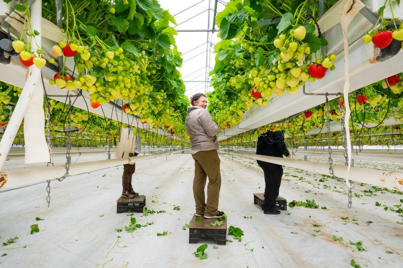 Aardbeikraampjes langs de steenwegen.
