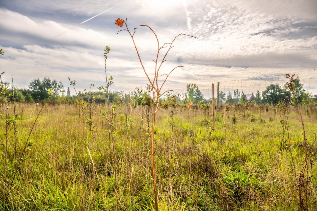 Hebben de bomen de hete zomer doorstaan?