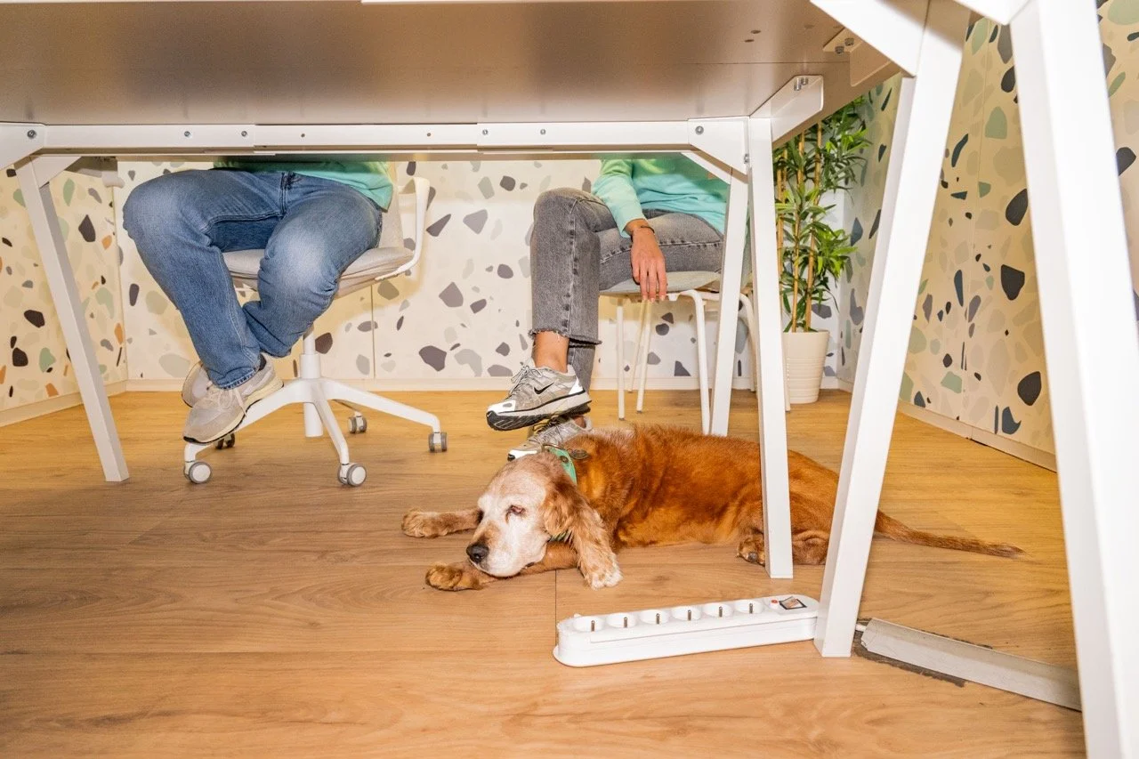 Edgard Cooper, bedrijf met honden op de werkvloer.