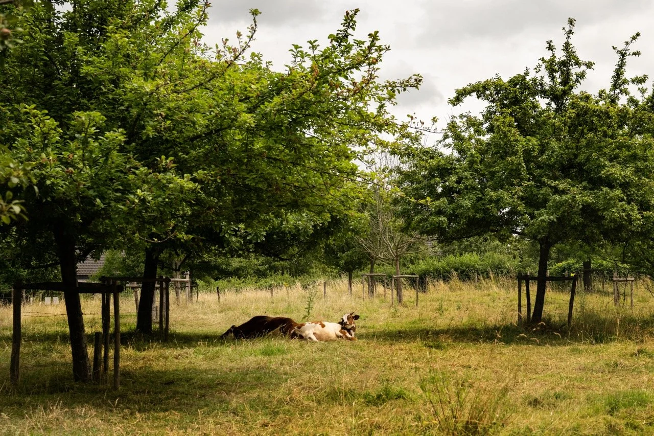 FelixArtTuinen001 Groot.jpeg