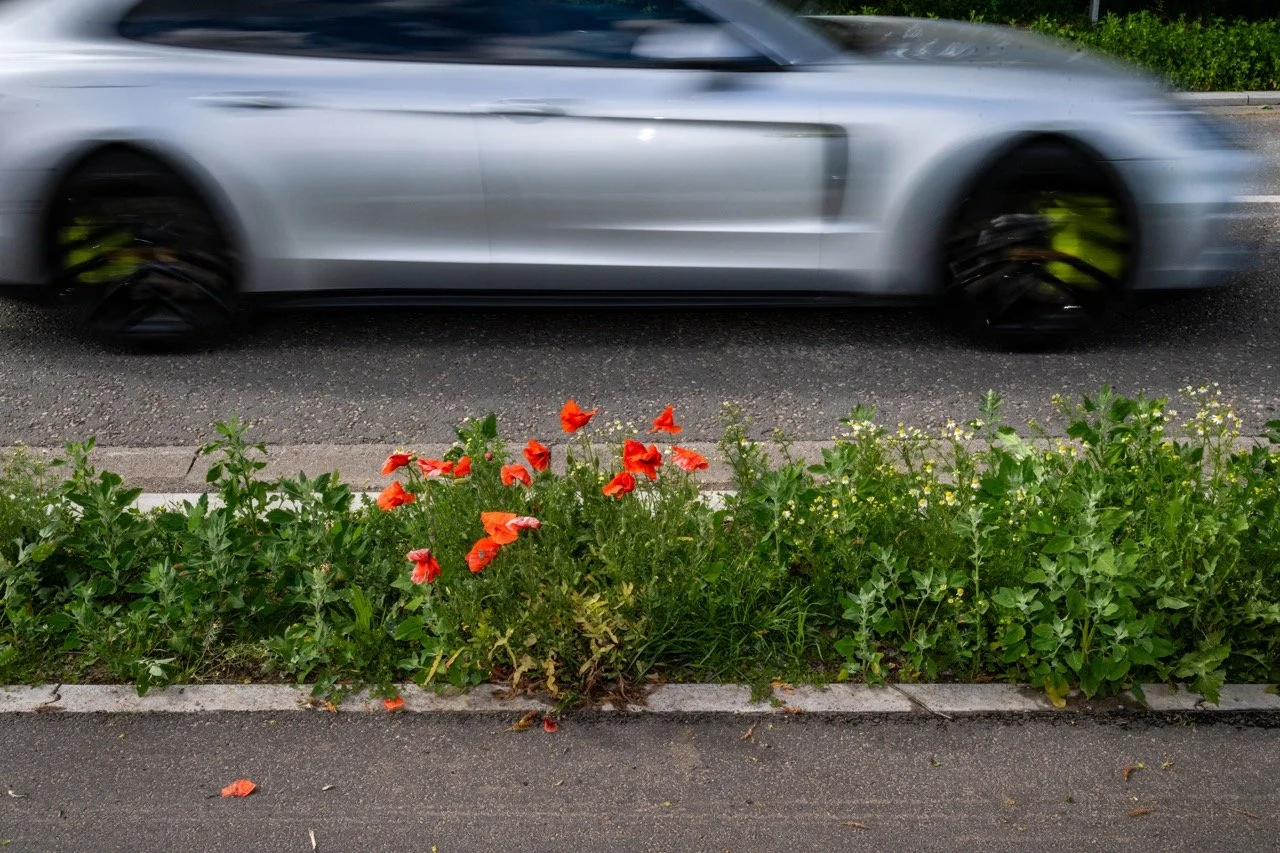 Klaprozen en Margrietjes langs de weg.