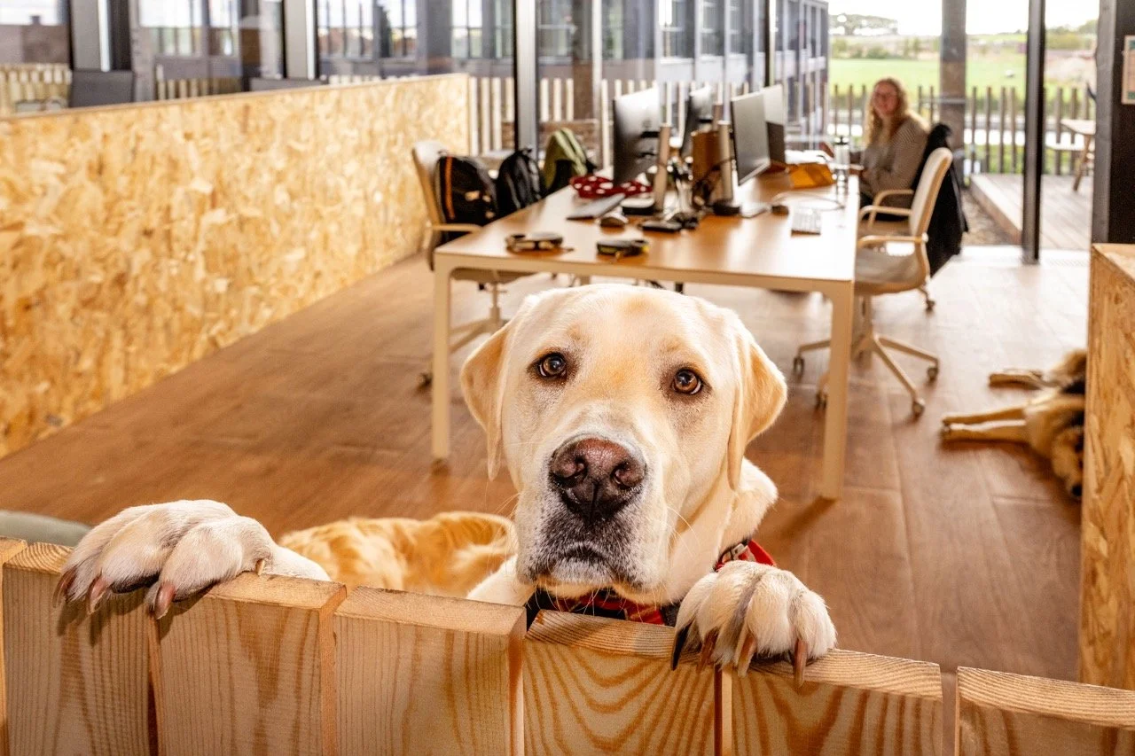 Edgard Cooper, bedrijf met honden op de werkvloer.