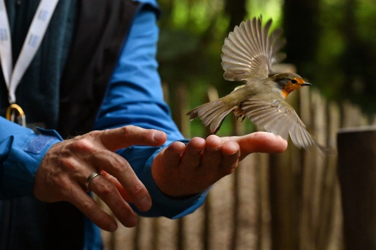 Vogeltelling in het Zwin.