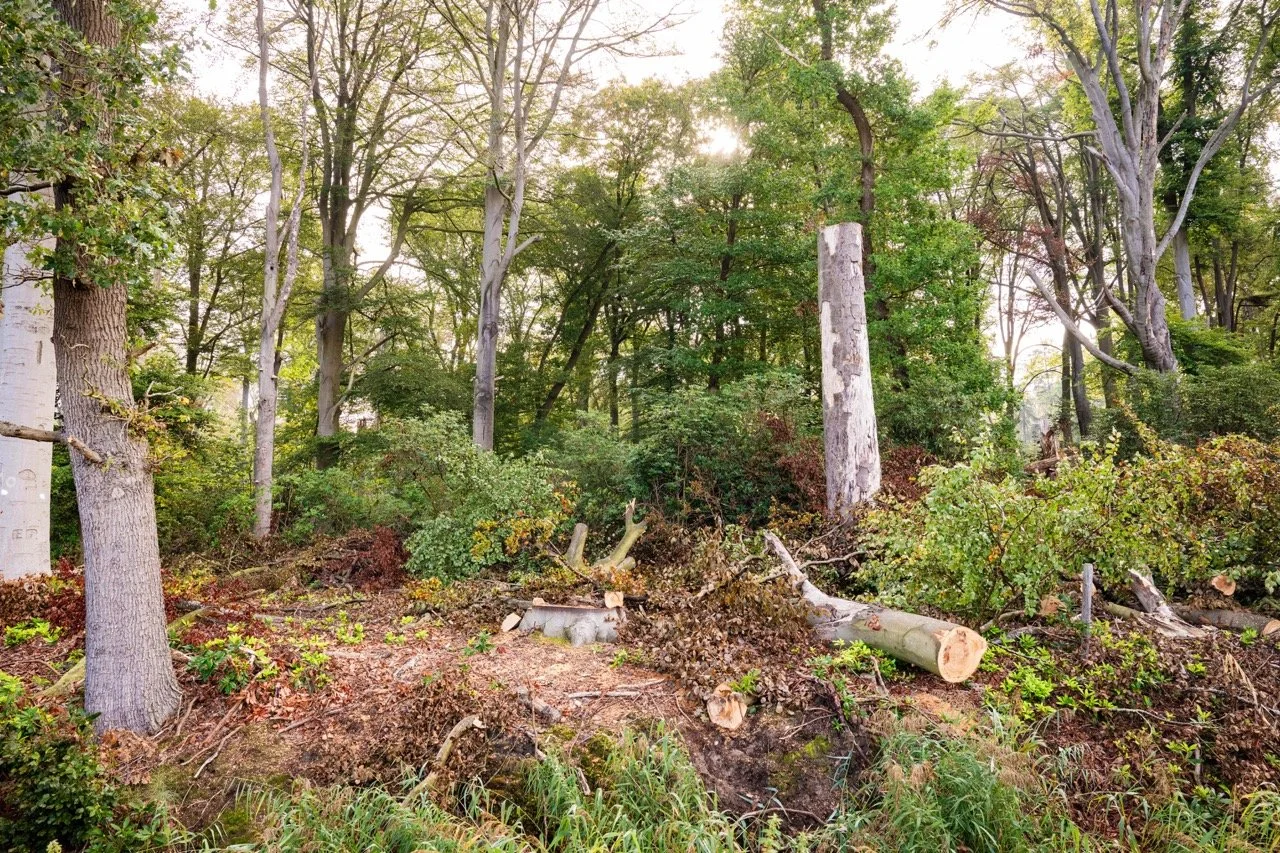 Hebben de bomen de hete zomer doorstaan?