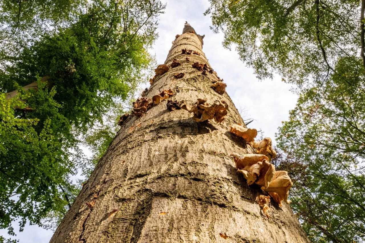 Hebben de bomen de hete zomer doorstaan?