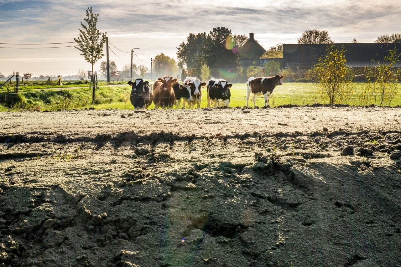 Eén jaar na de overstromingen in de Westhoek.