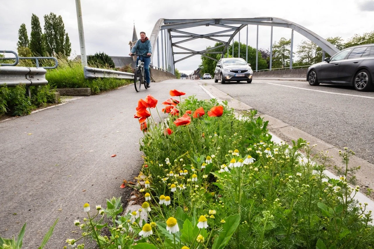 Klaprozen en Margrietjes langs de weg.