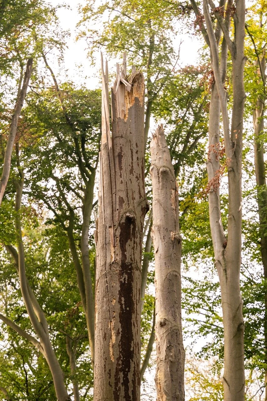 Hebben de bomen de hete zomer doorstaan?