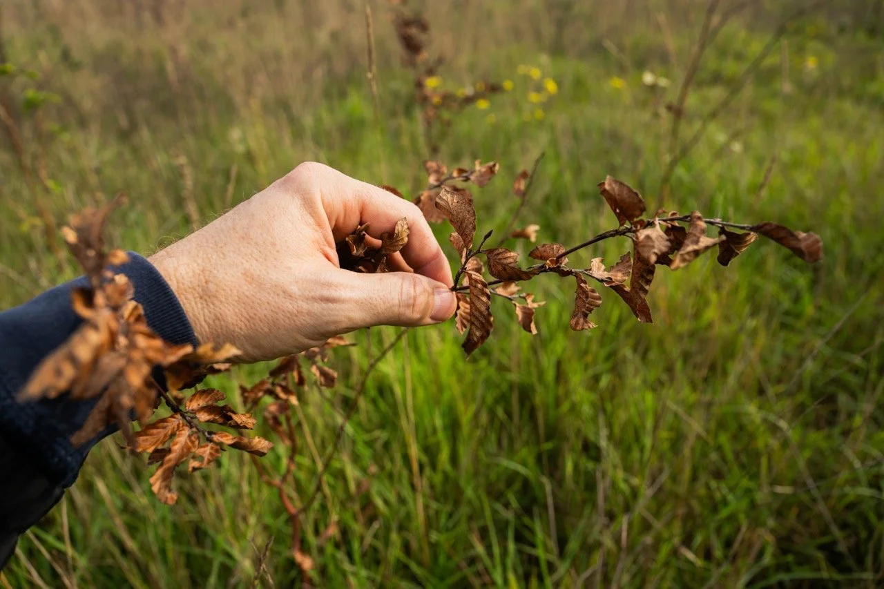 Hebben de bomen de hete zomer doorstaan?